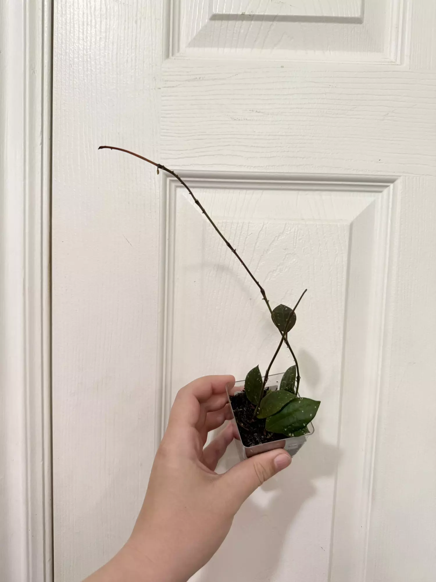 plant/Hoya Walliniana-0