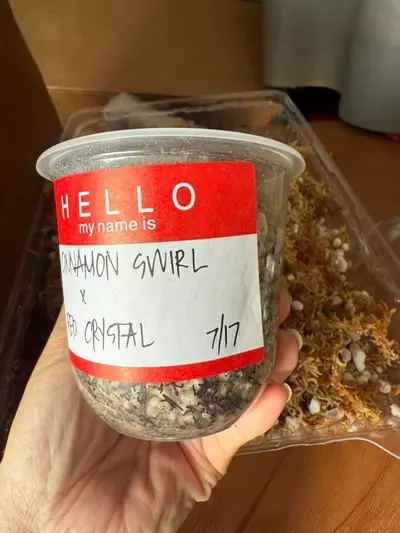 plant/*BUTT CUT* Cinnamon Swirl x T. RC-2-thumbnail