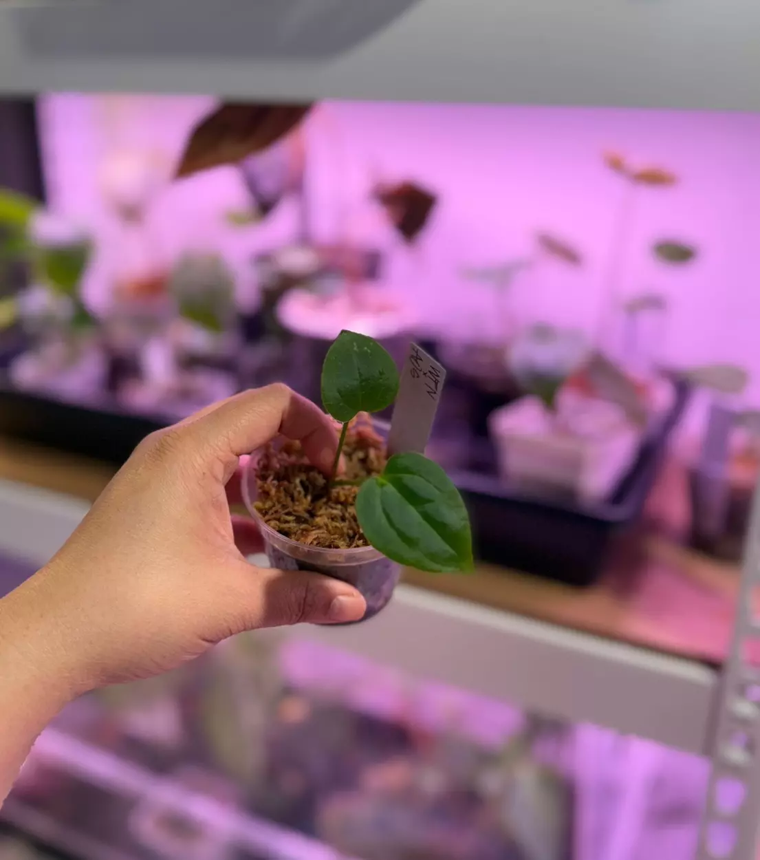 plant/*offset* WFN x AOS DF-1