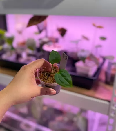 plant/*offset* WFN x AOS DF-1-thumbnail