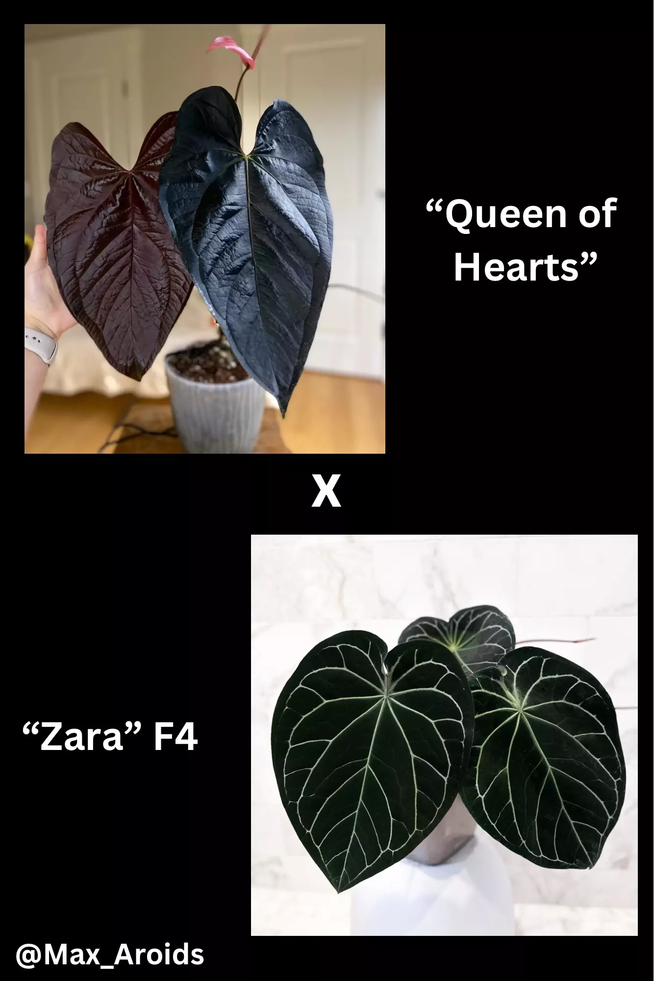plant/Anthurium “Queen of Hearts” x “Zara” F4-1