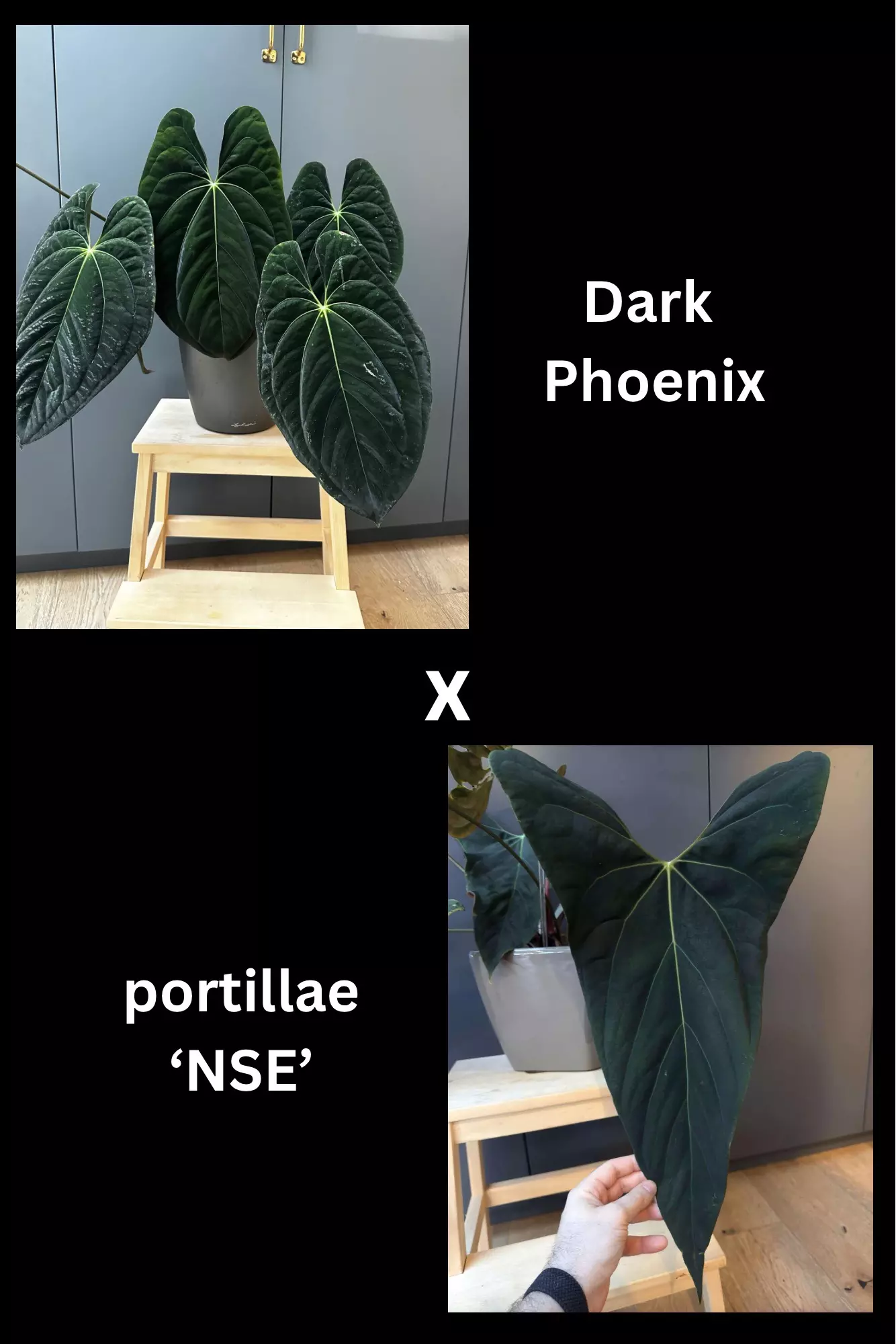 plant/Anthurium “Dark Phoenix” x portillae “NSE” (Purge special)-1