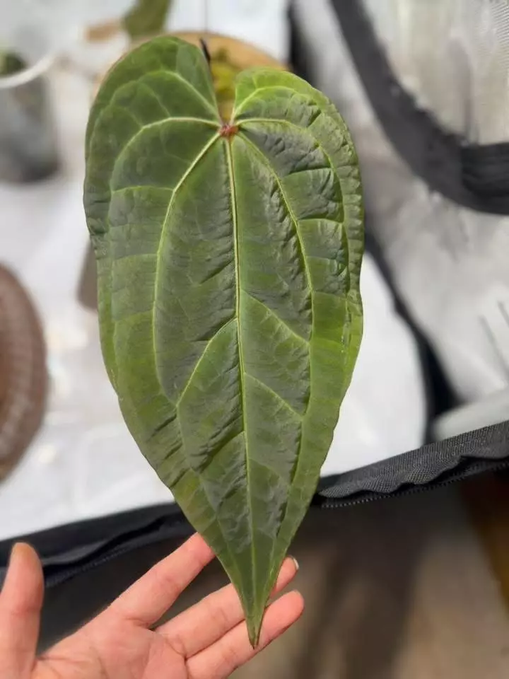 plant/*offset* WFN x AOS DF-0