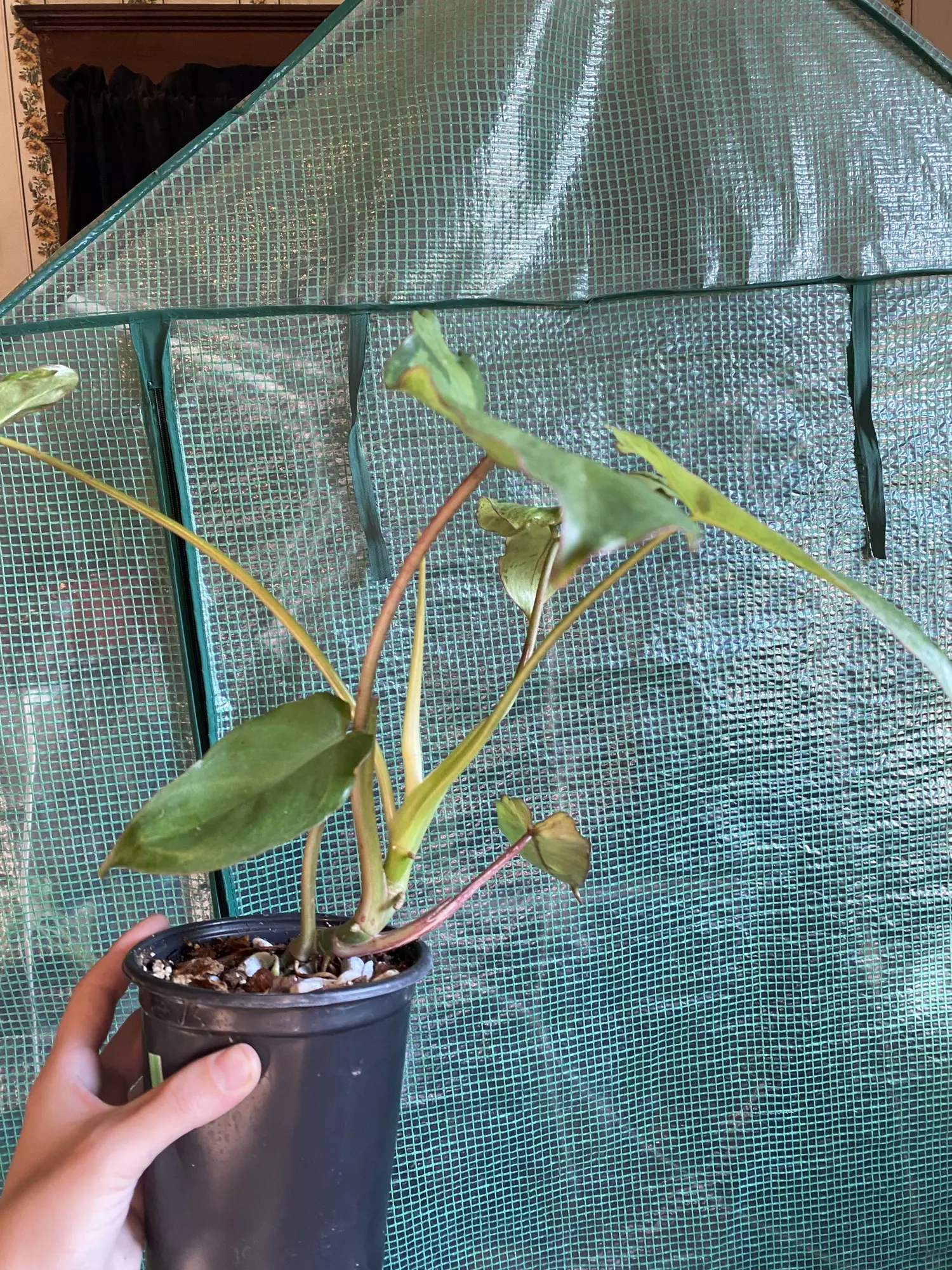 plant/4.5” Paraiso Verde-3