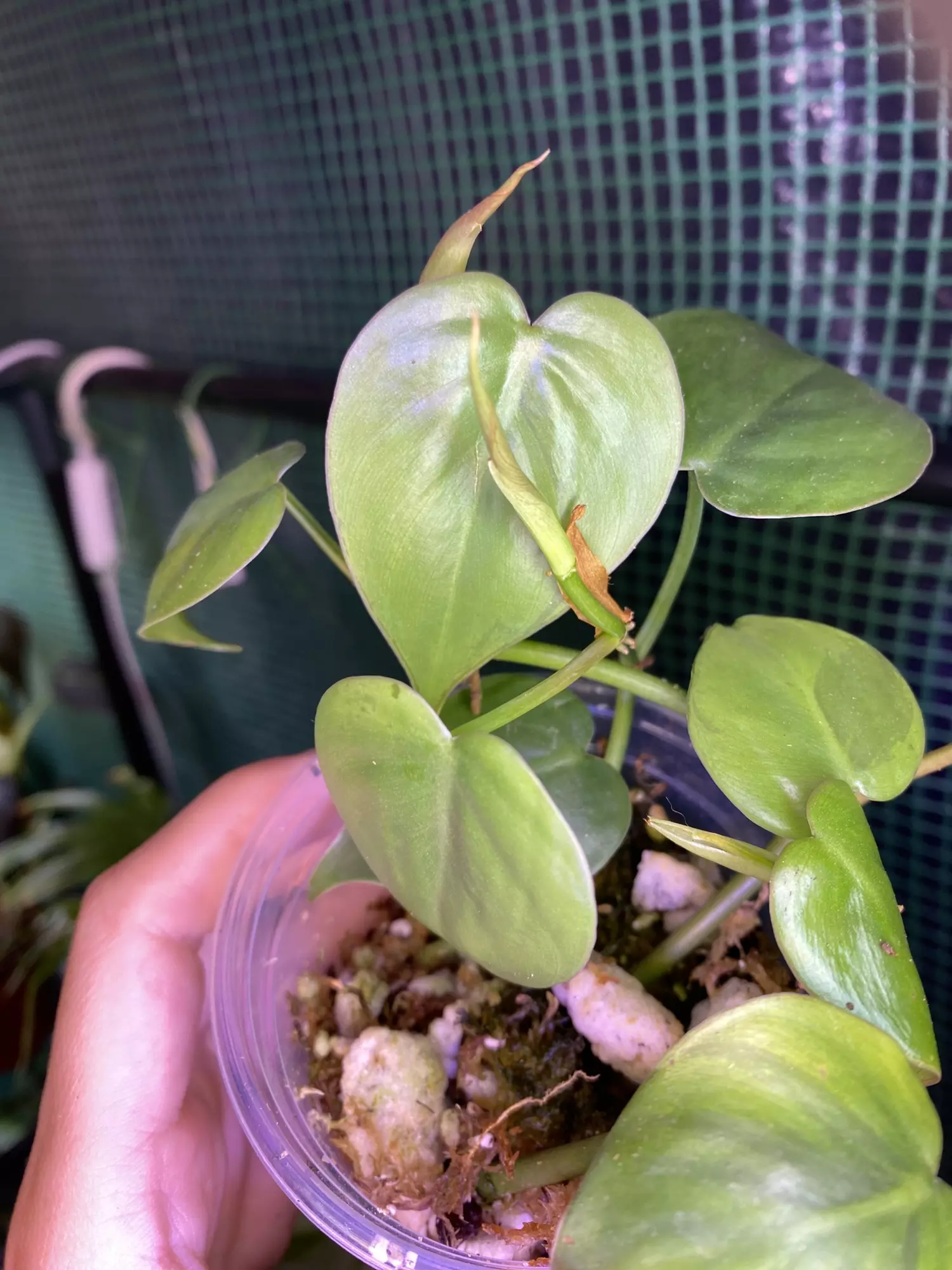 plant/3” Philodendron Cordatum-2