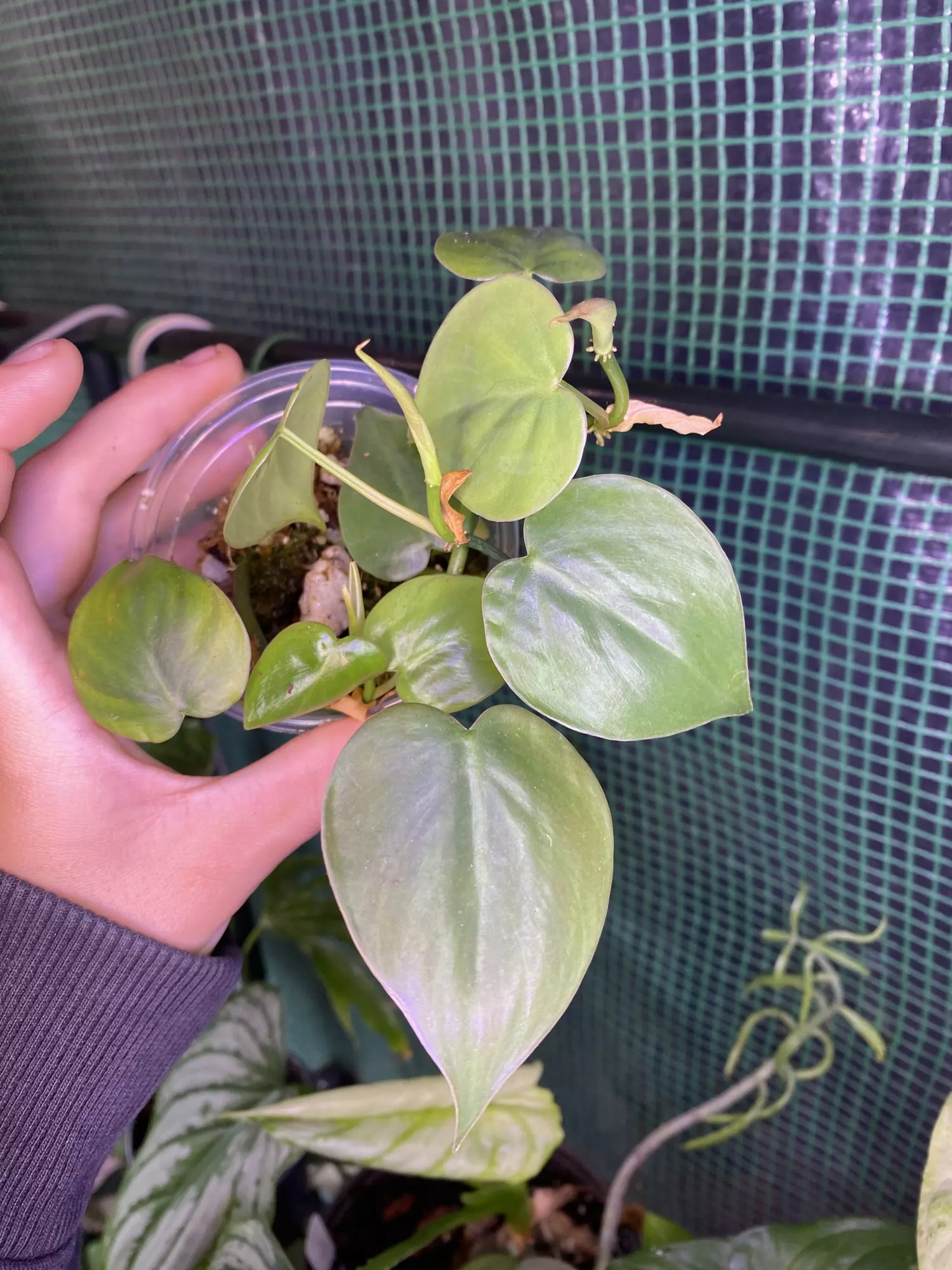 plant/3” Philodendron Cordatum-0