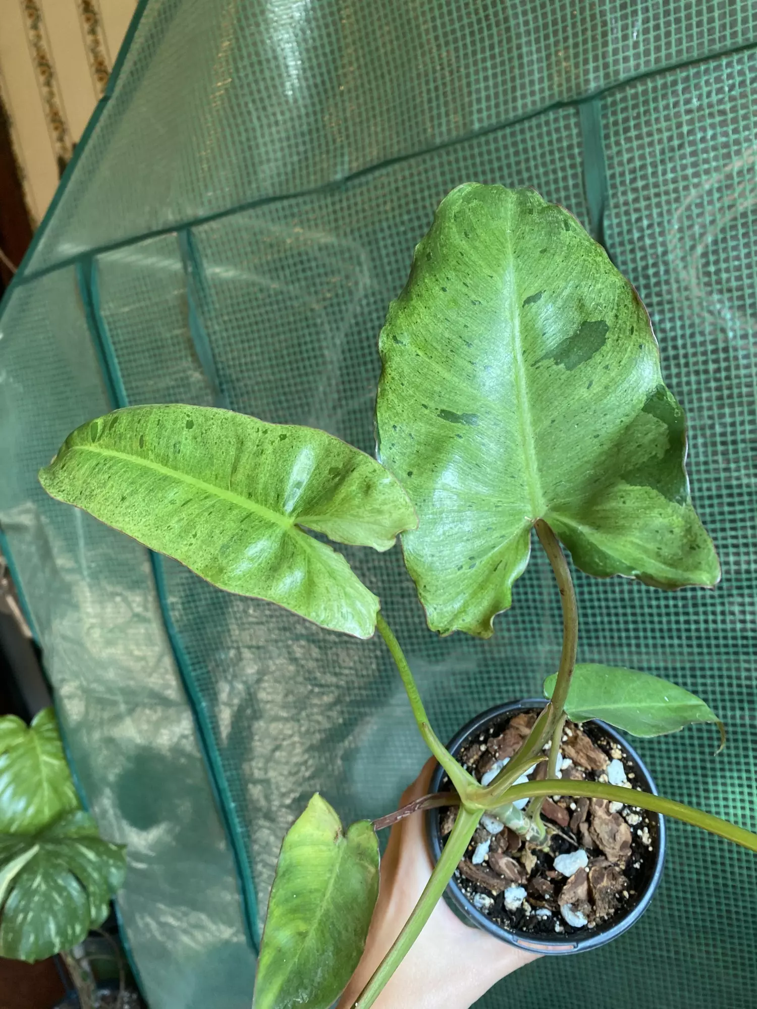 plant/4.5” Paraiso Verde-1