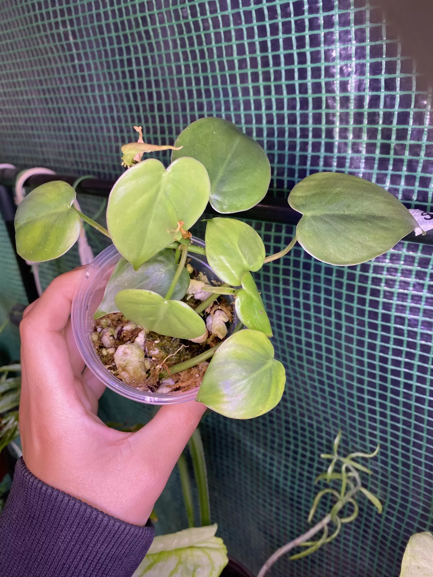 plant/3” Philodendron Cordatum-1