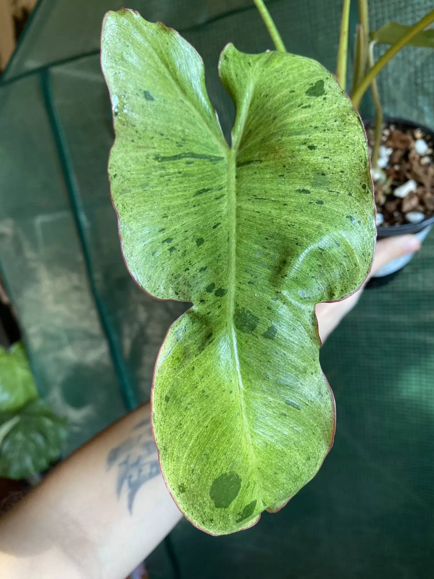 plant/4.5” Paraiso Verde-0