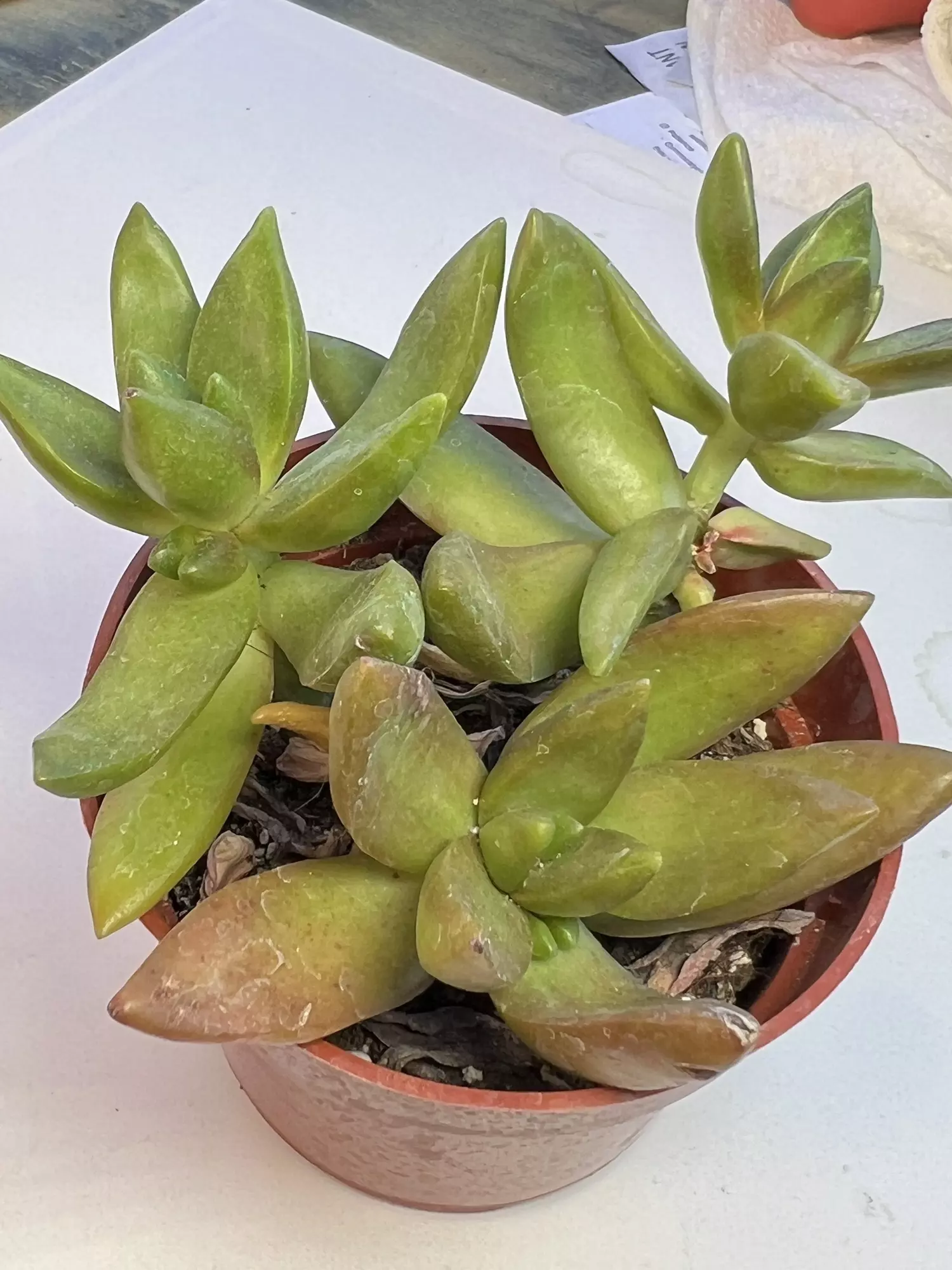 plant/Echaveria Cali sunset 4" pot-1