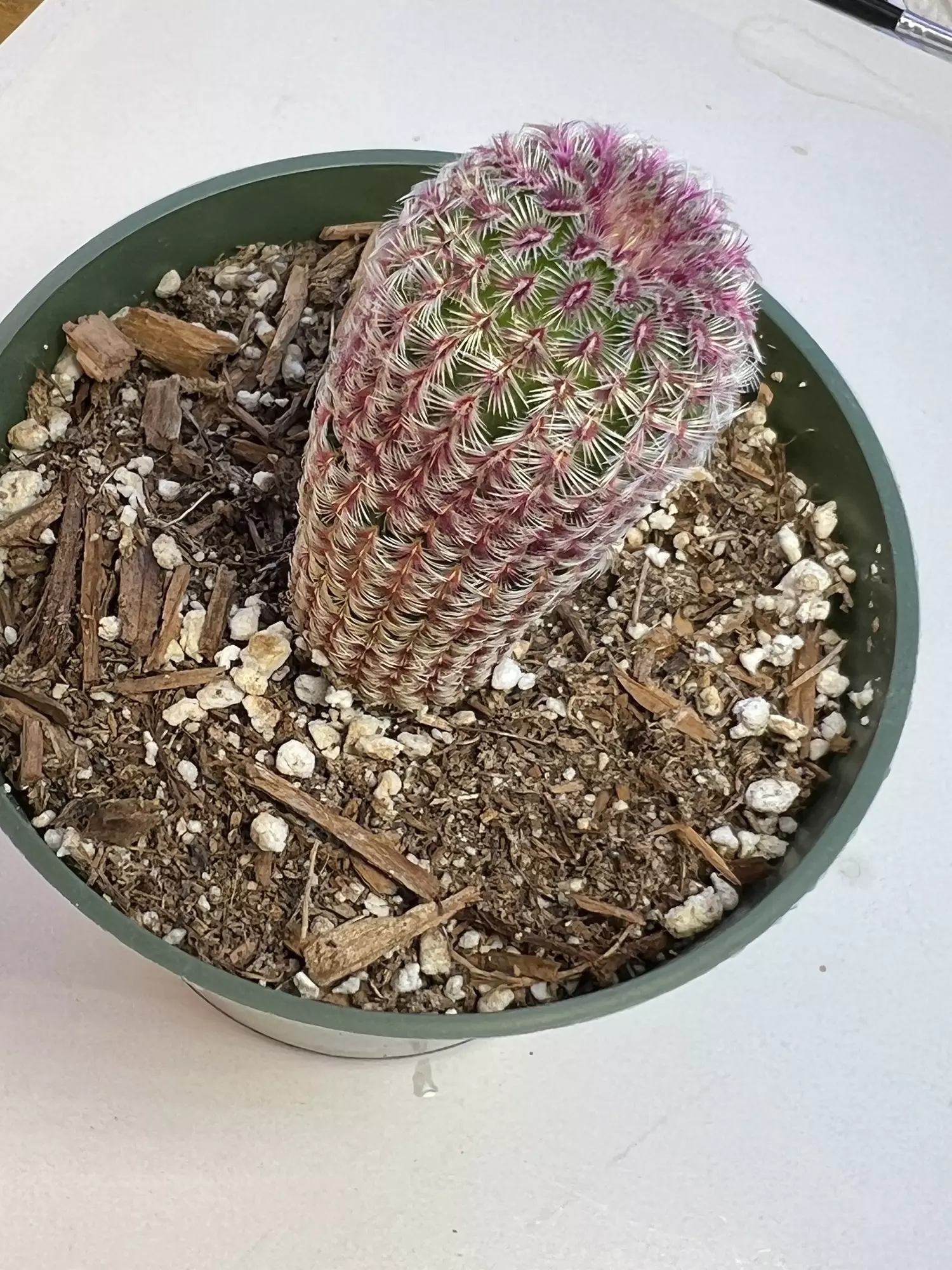 plant/Rainbow hedgehog 4” pot-1