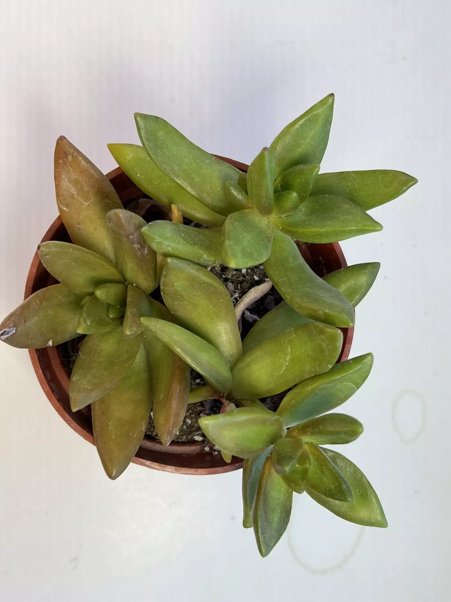 plant/Echaveria Cali sunset 4" pot-0