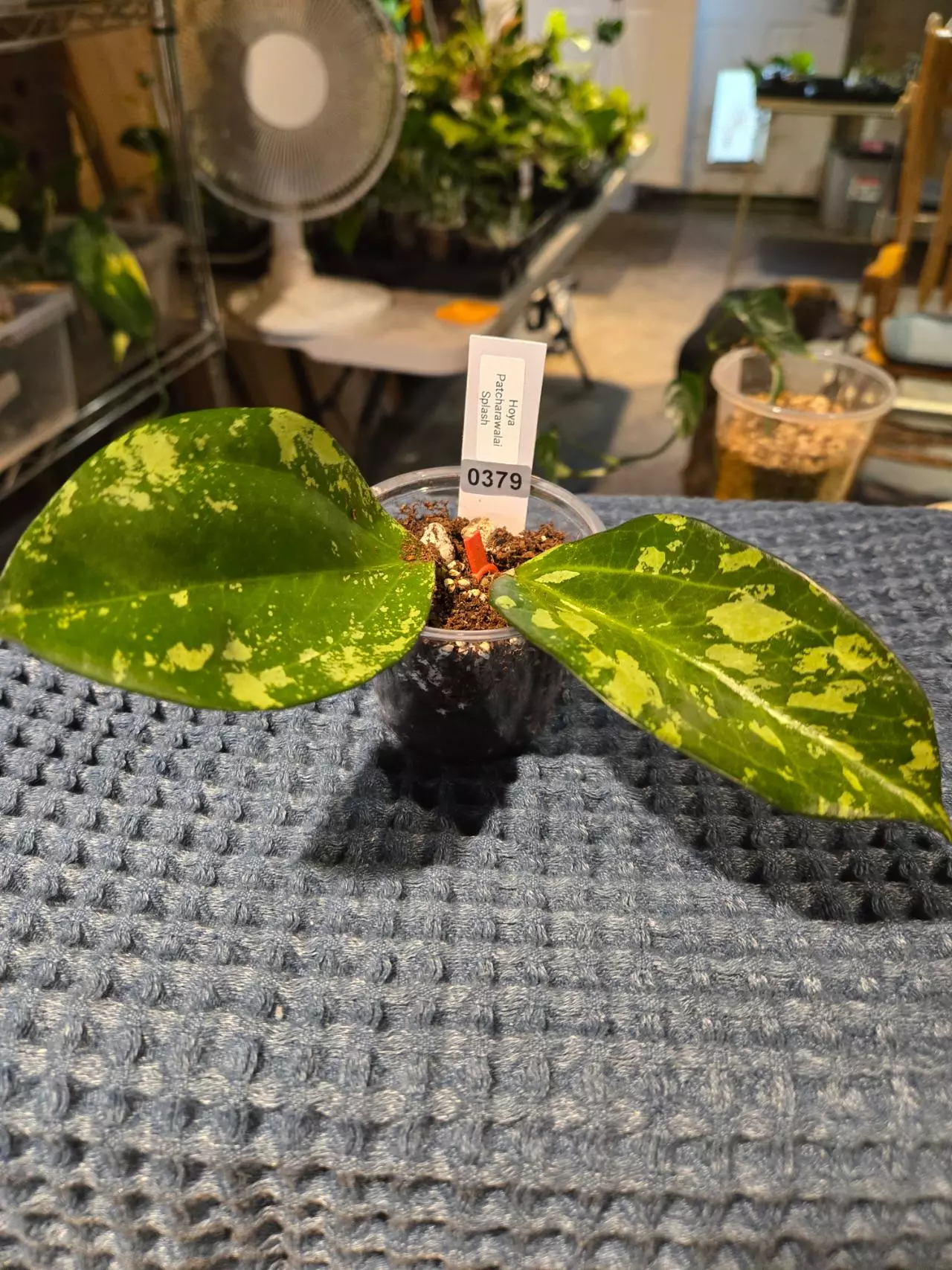 plant/0379 Hoya Patcharawalai-0