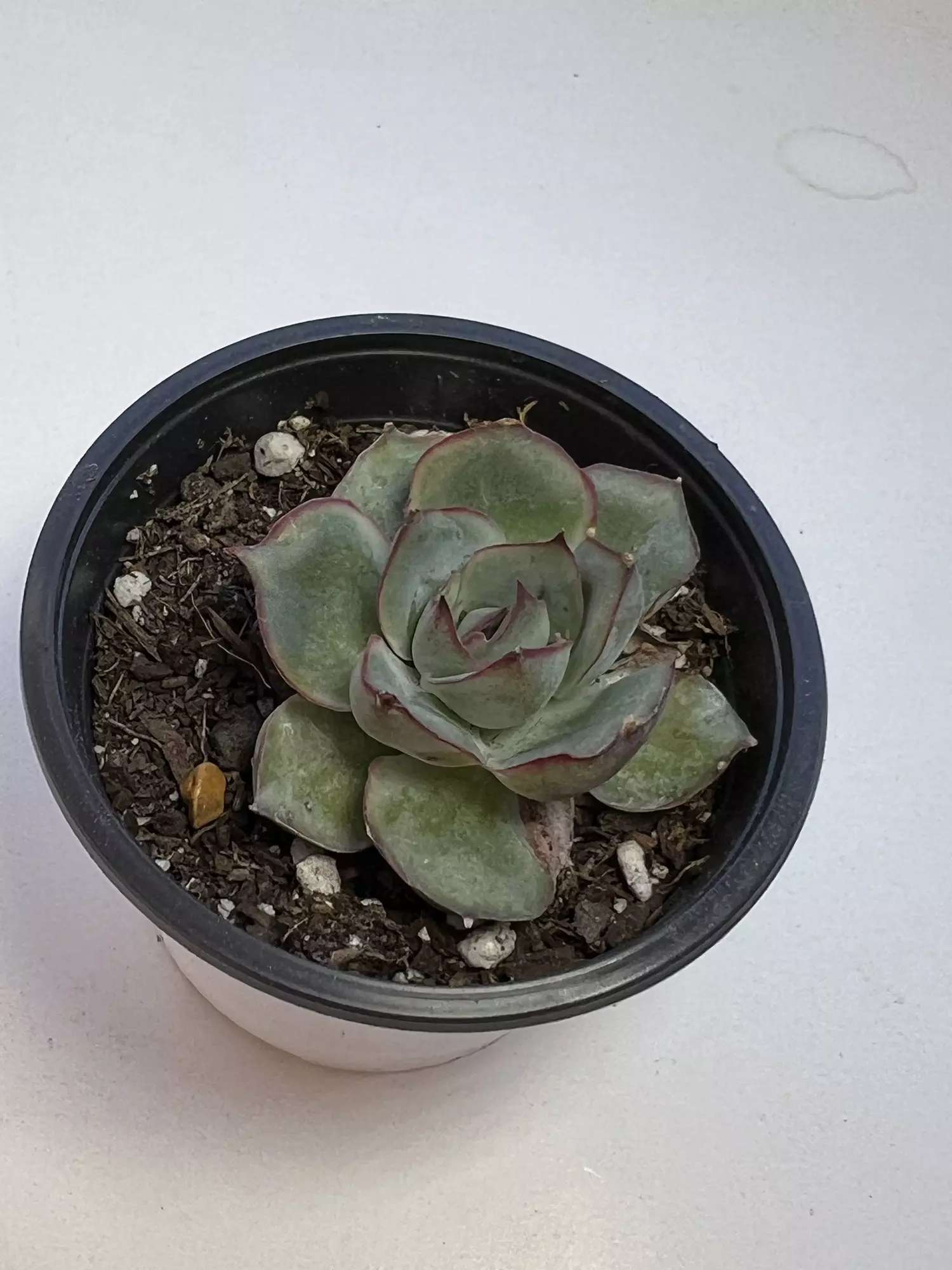 plant/Echaveria love life 2.5" pot-0
