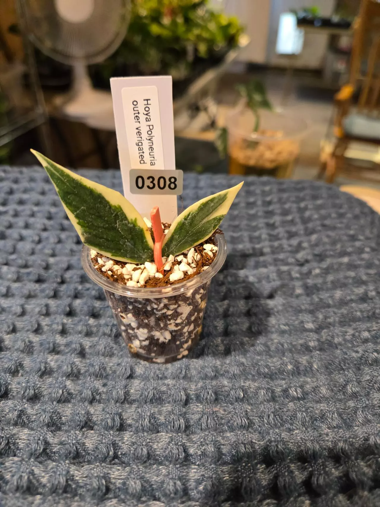 plant/0308 Hoya Polyneura Albomarginata-0