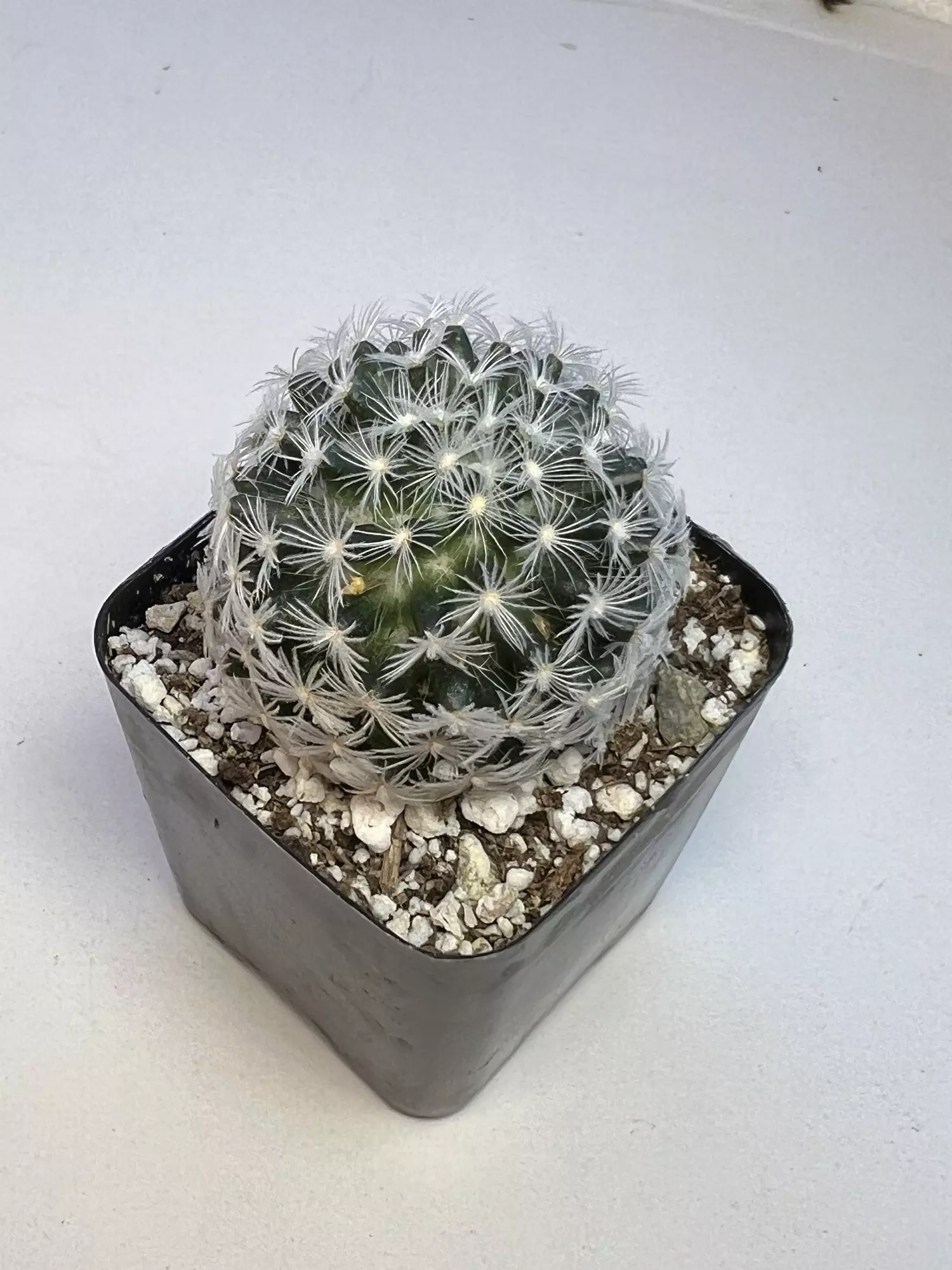 plant/Mammalaria in 2" pot-0