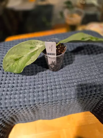 plant/0425 Hoya Coriacea Silver-0-thumbnail