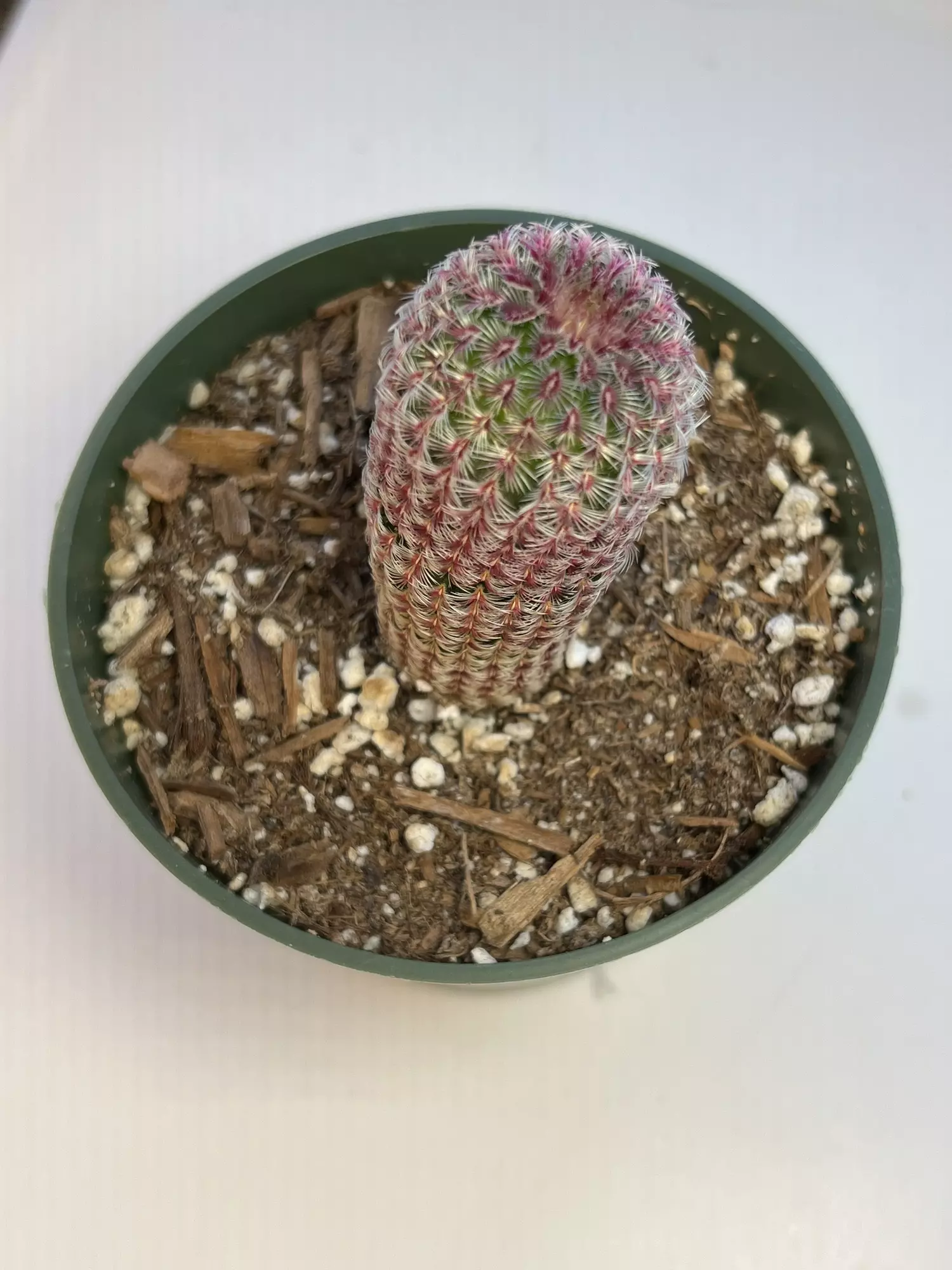 plant/Rainbow hedgehog 4” pot-0