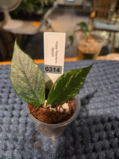 plant/0314 Hoya Polyneura Splash (Broget)-0-thumbnail