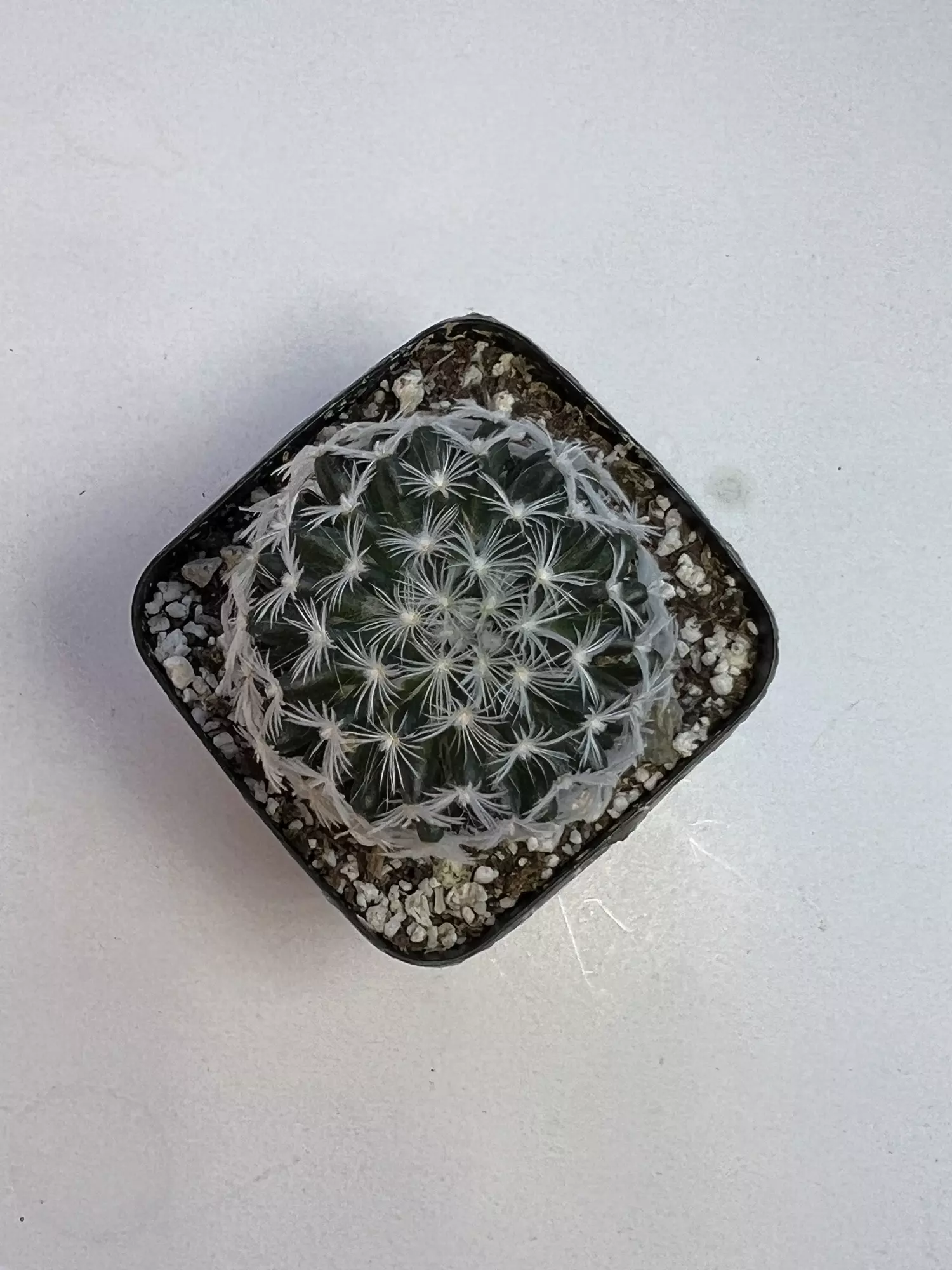 plant/Mammalaria in 2" pot-1