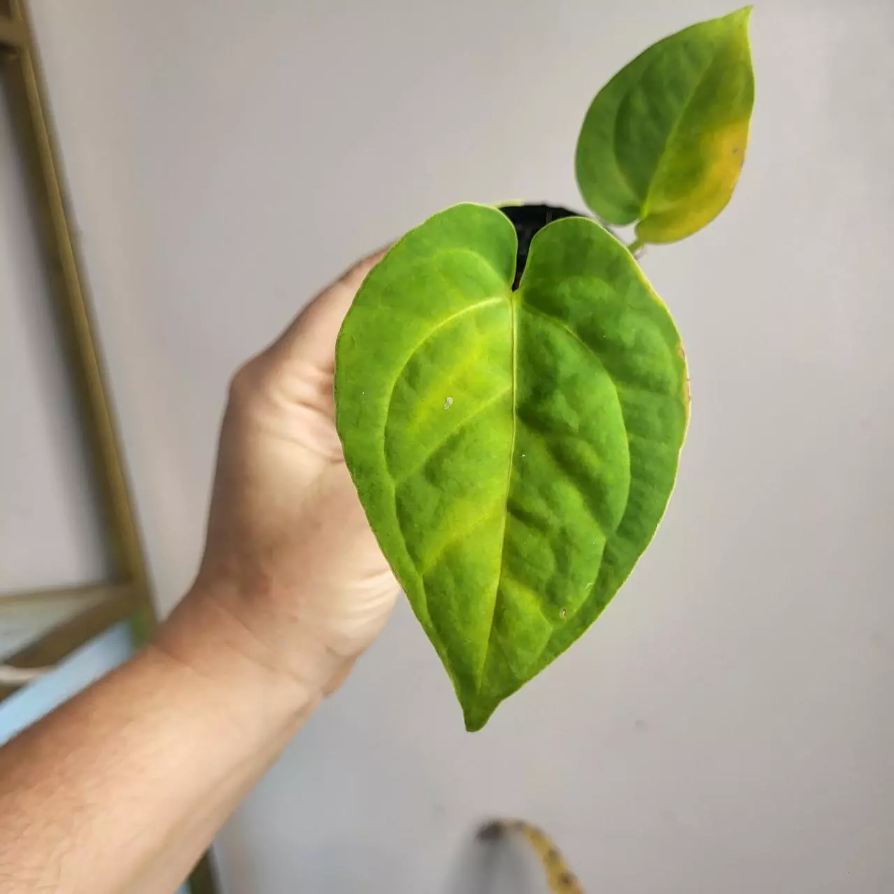 plant/2834 dorayaki x sagittatum -0