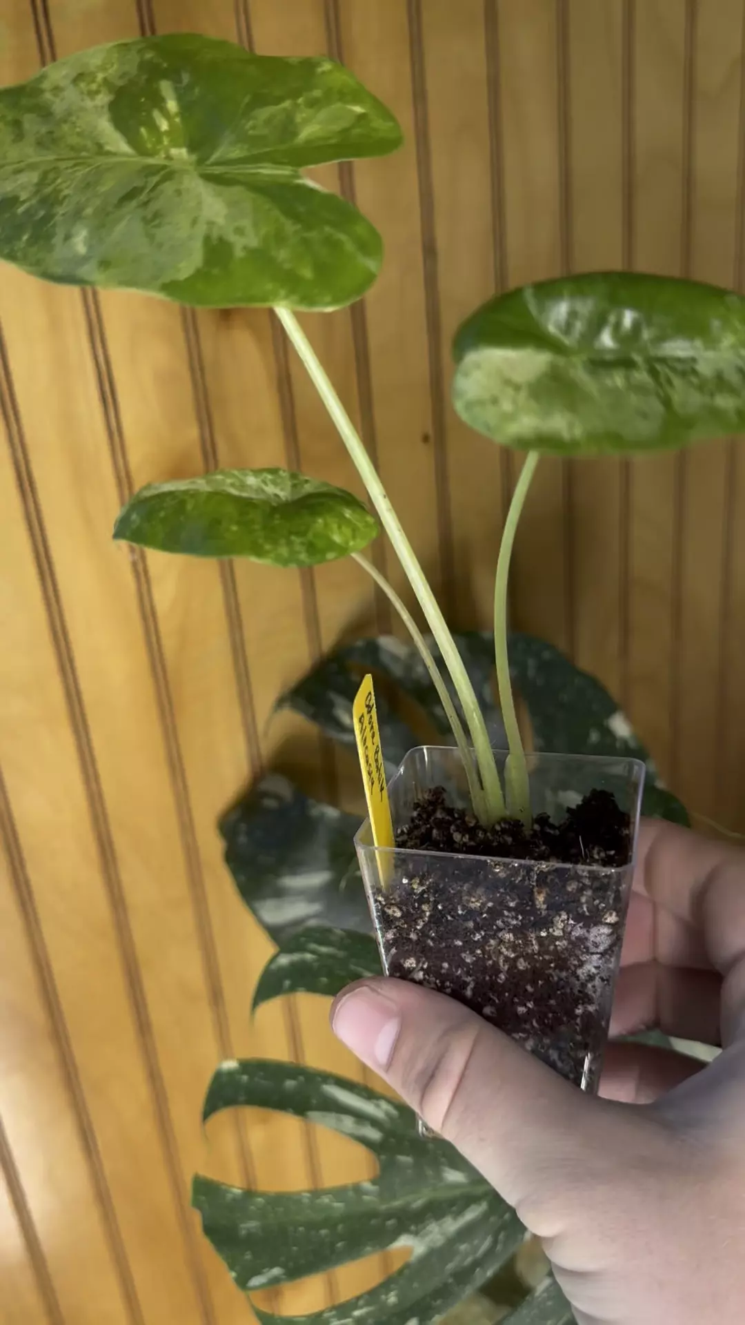 plant/Alocasia Odora Batik-2