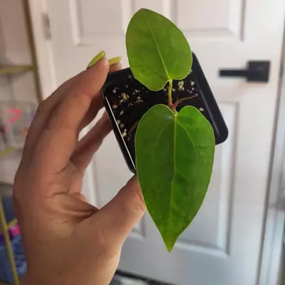 plant/2848 TA Crystal mag x Carla) x (Pink Lemonade x rio clar hybrid)-0-thumbnail