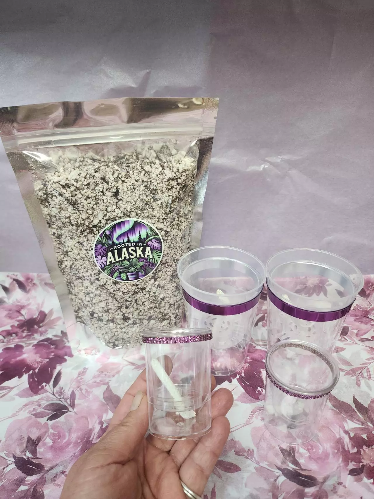 plant/Alocasia planting bundle. Purple-0