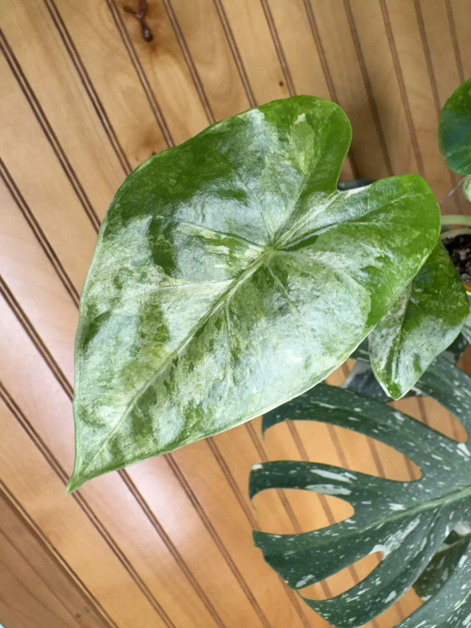 plant/Alocasia Odora Batik-1