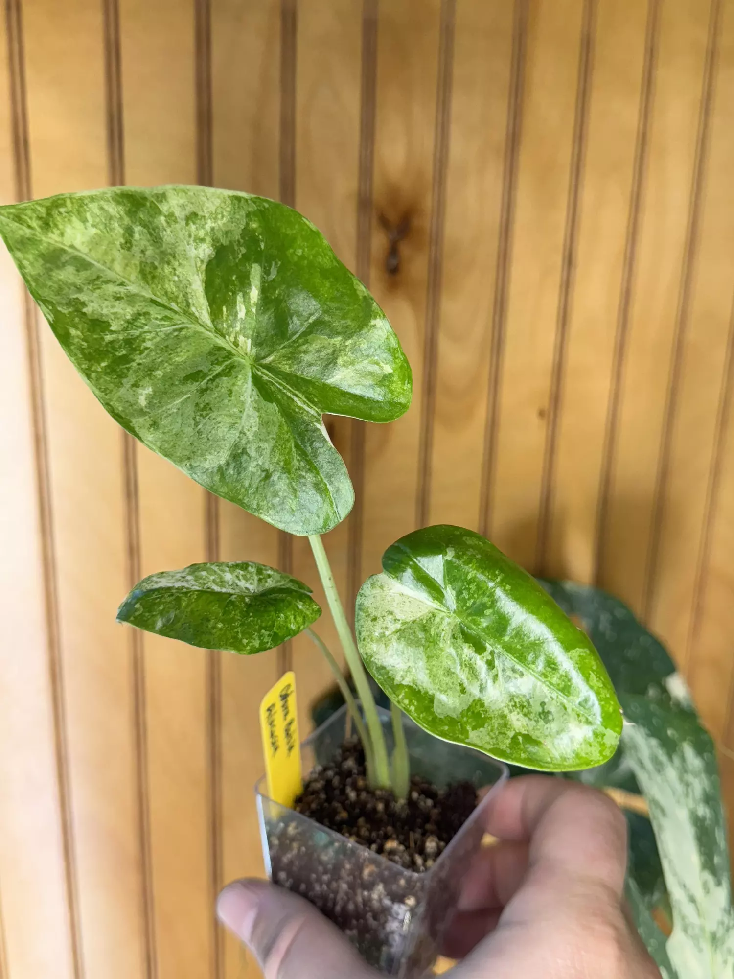 plant/Alocasia Odora Batik-0