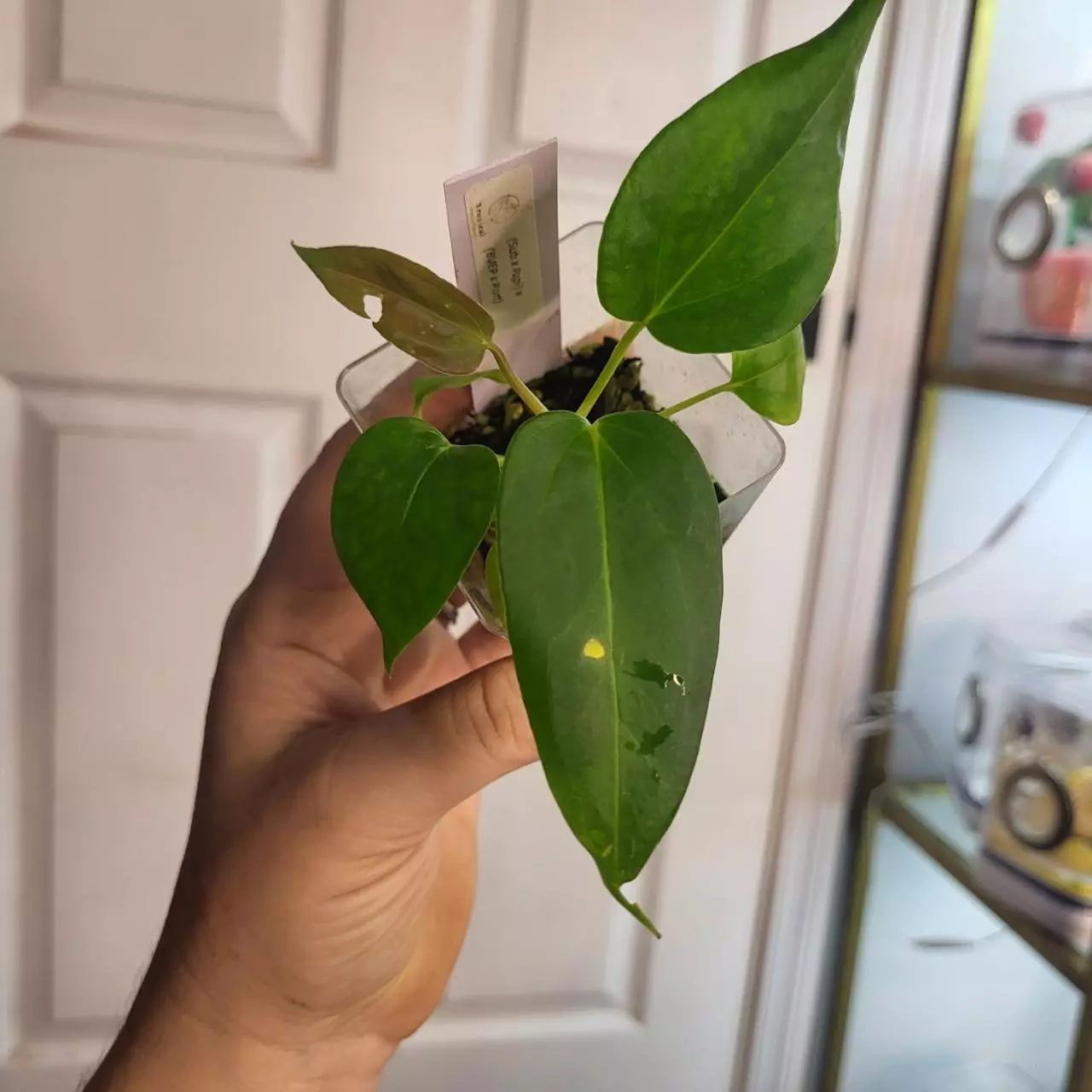 plant/2988 (subxpapi) x (bvepxport)-0