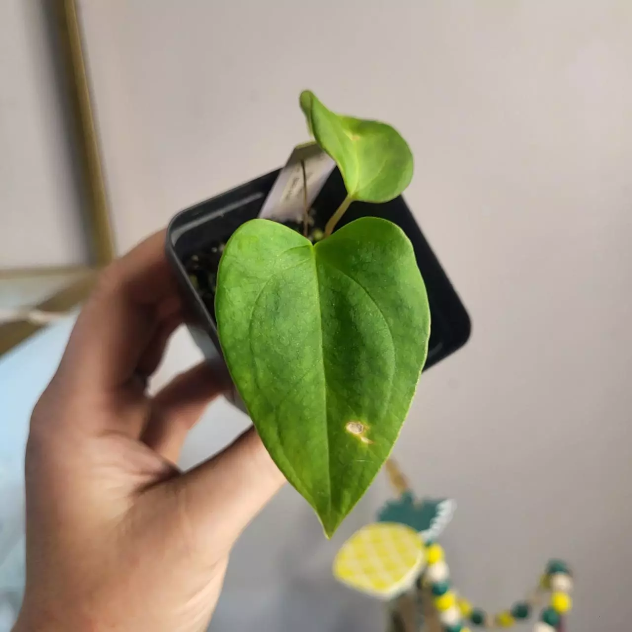 plant/2825 (Subxpapi) x (bvepxport)-0