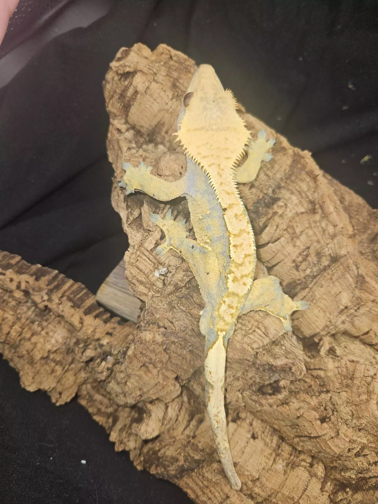 plant/Extreme Harlequin male crested.-0