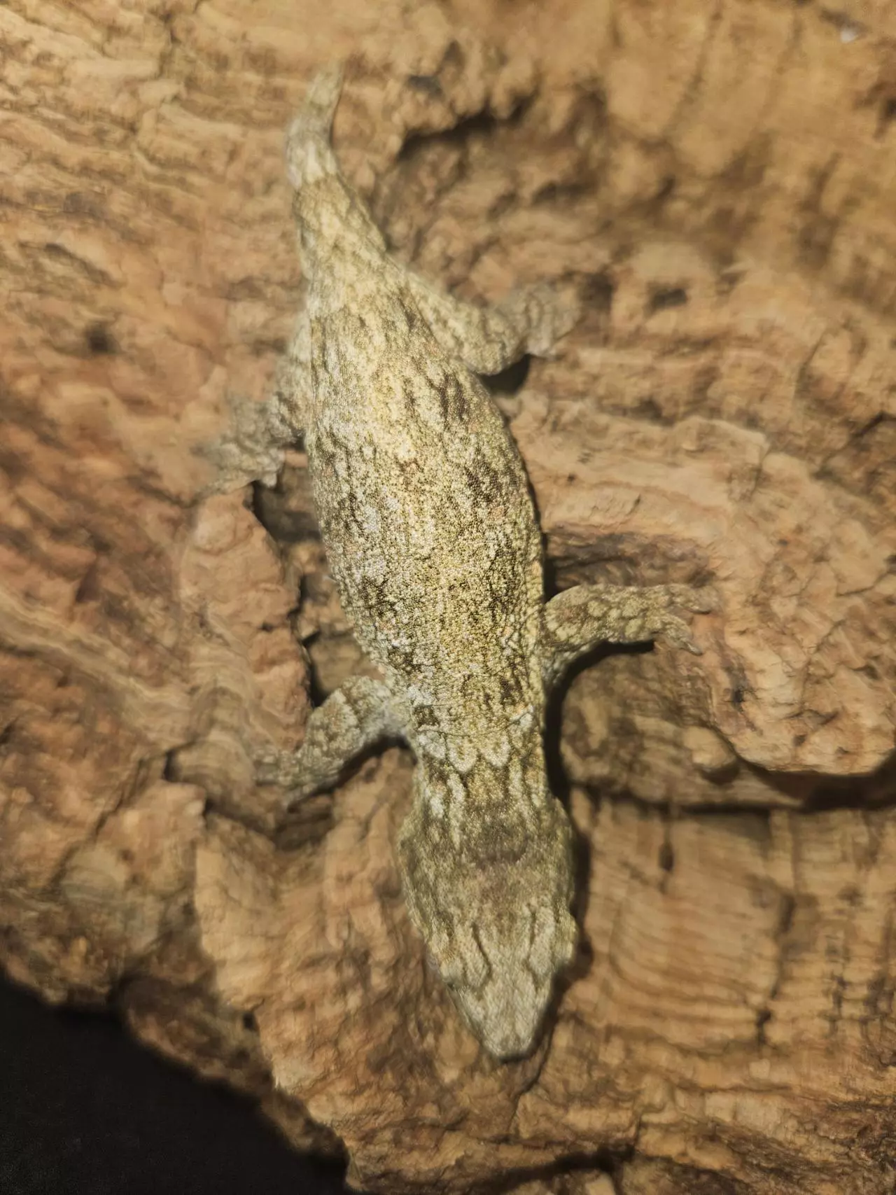 plant/Lenny x Tristy poss male leachie-1