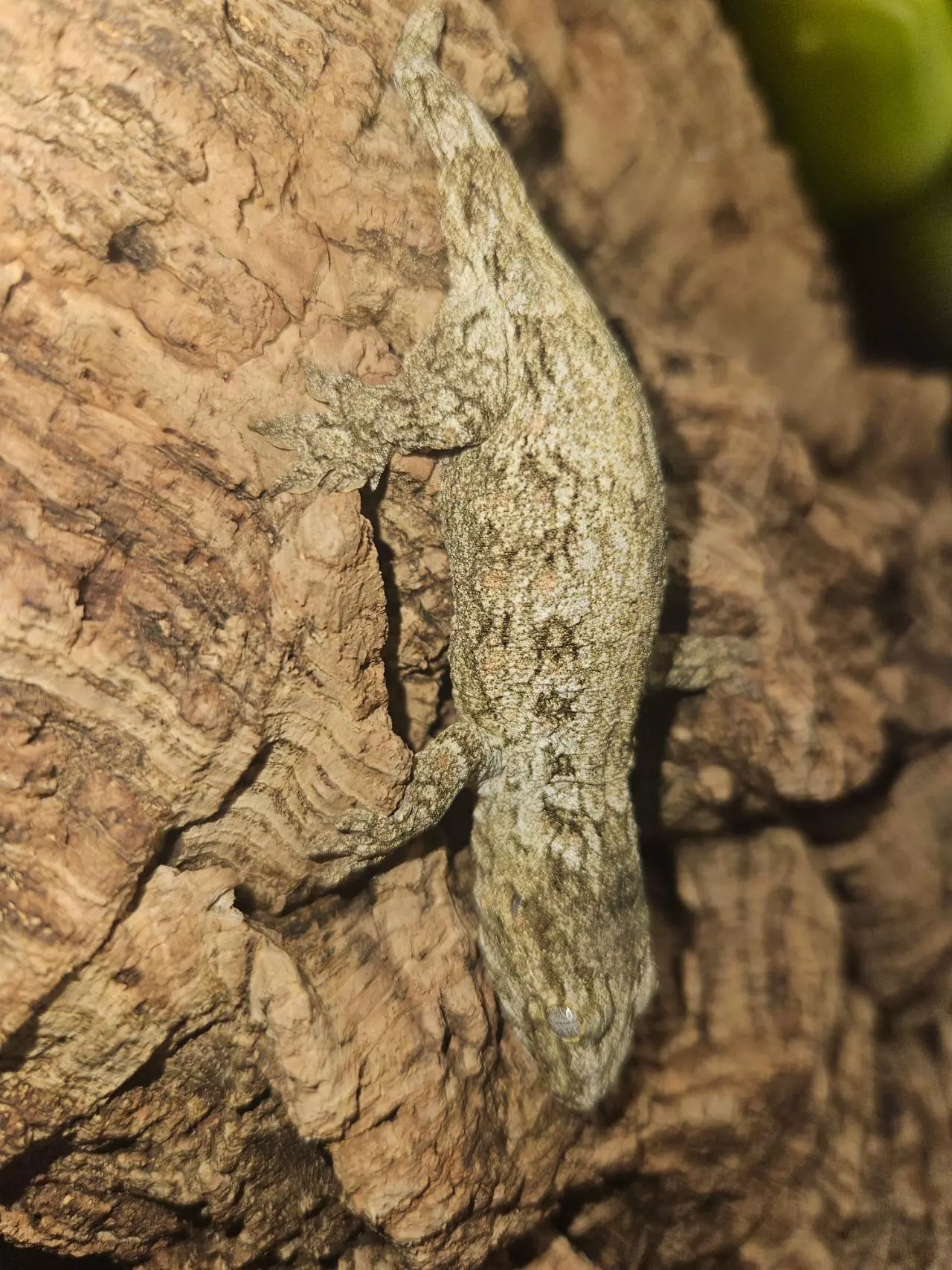 plant/Lenny x Tristy poss male leachie-0
