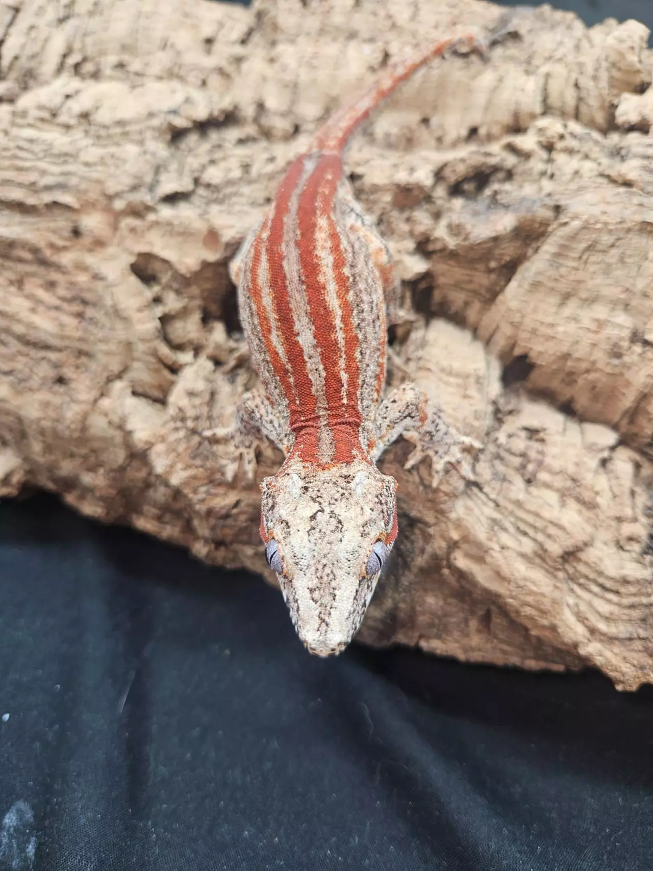 plant/Red striped male gargoyle-1