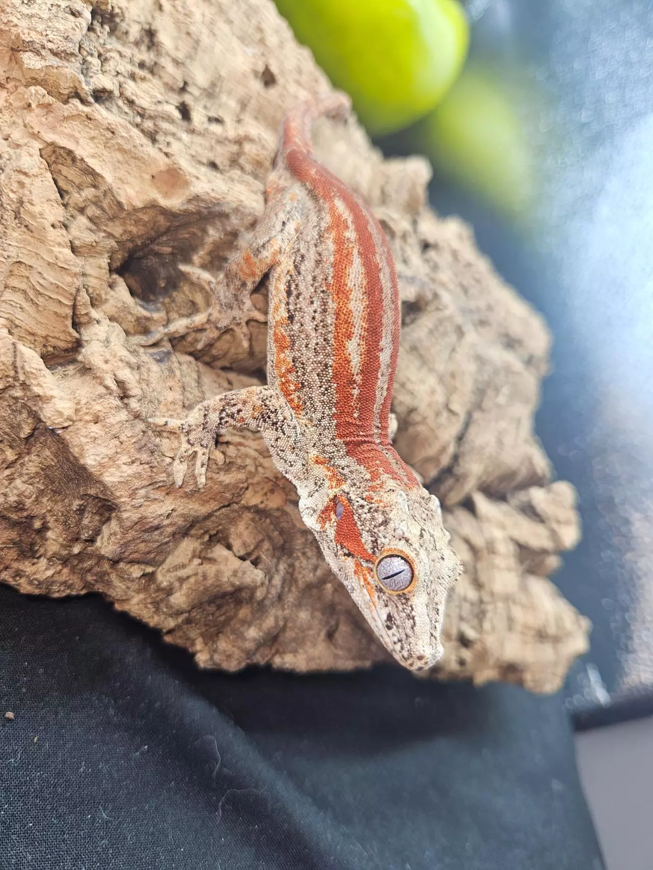 plant/Red striped male gargoyle-0