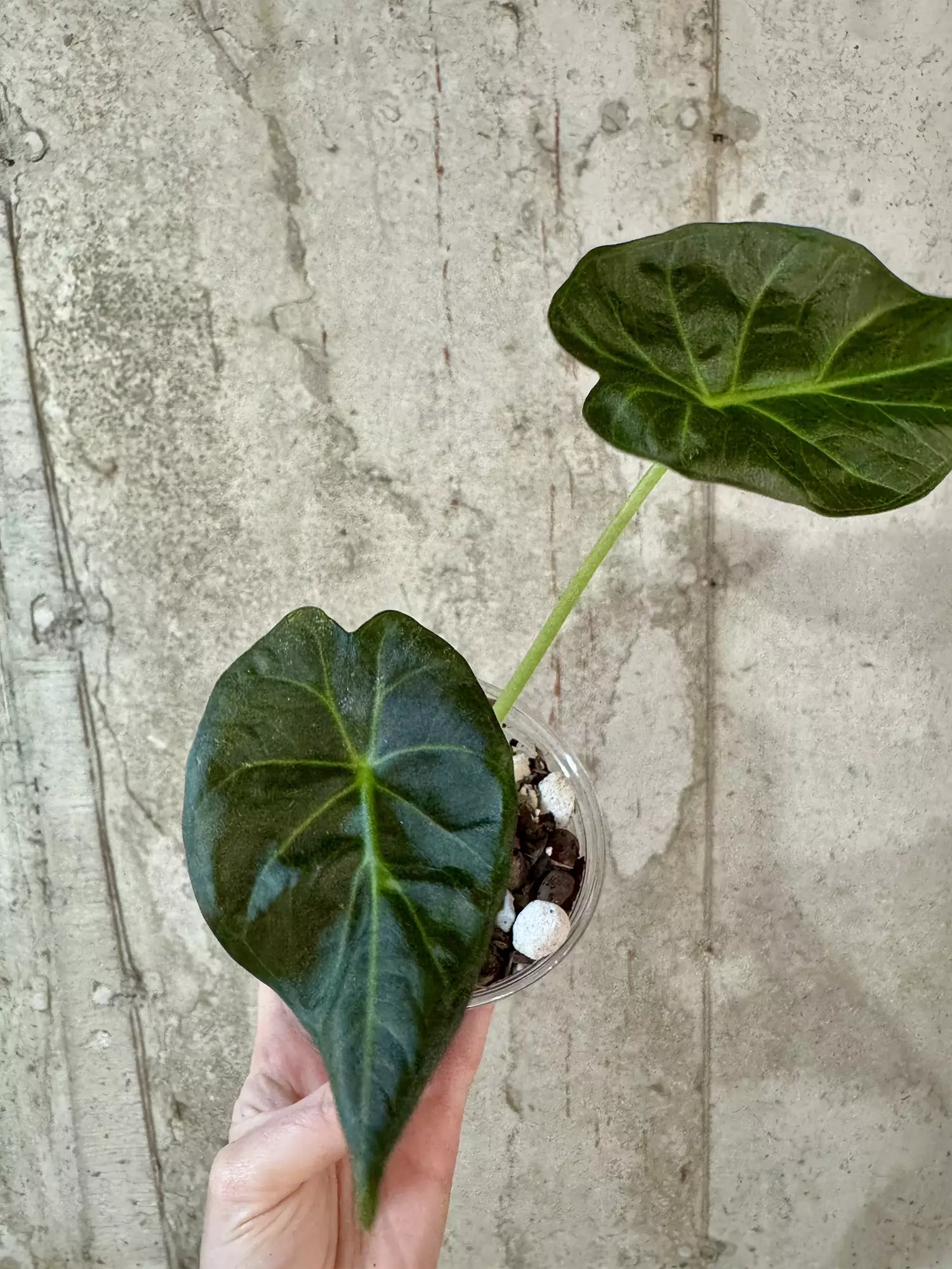plant/Al. Regal Shield [b]-0