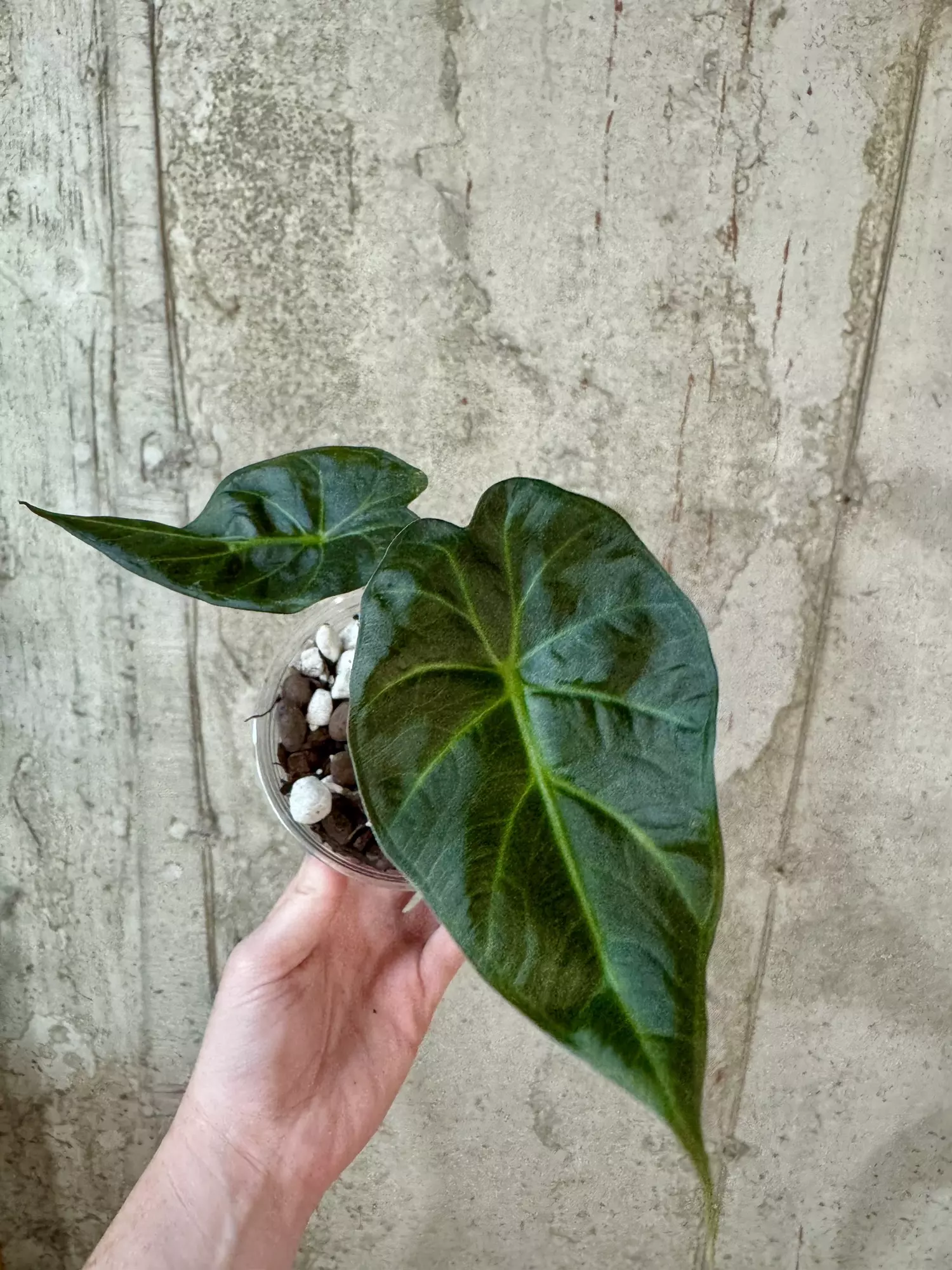 plant/Al. Regal Shield [b]-1
