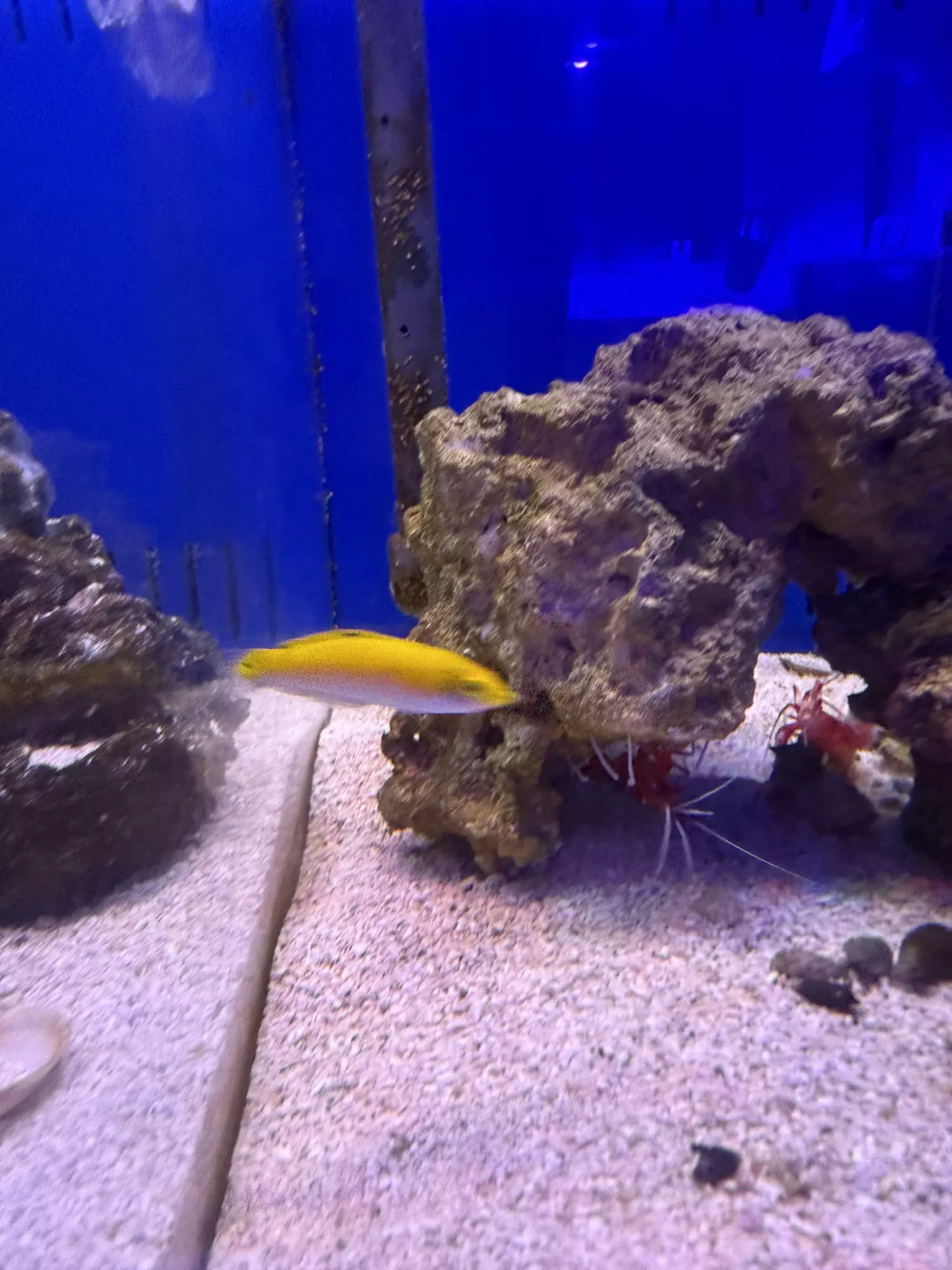 plant/Yellow Cori’s wrasse-0