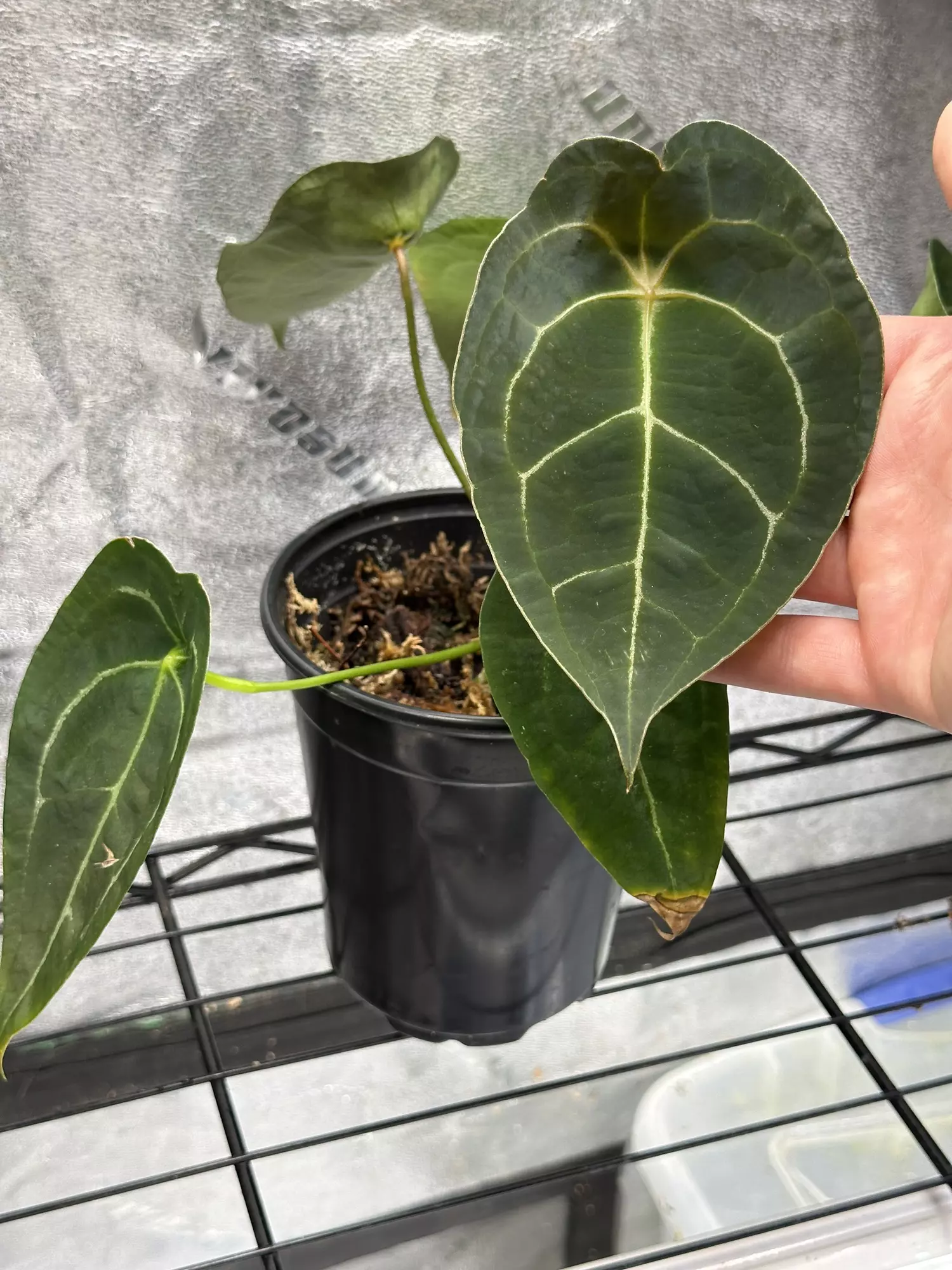 plant/Forgetii Silver X (Wonderboy x A+ Pap)-1