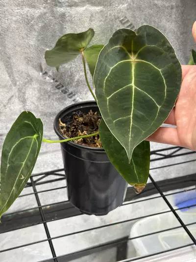 plant/Forgetii Silver X (Wonderboy x A+ Pap)-1-thumbnail