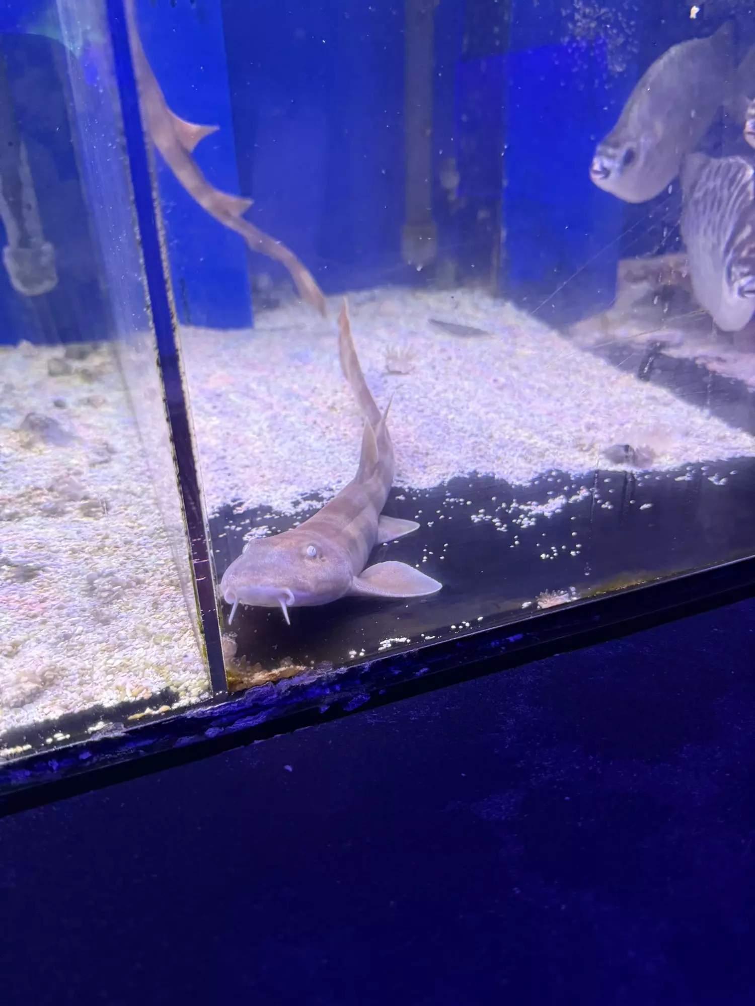 plant/Sand shark-0