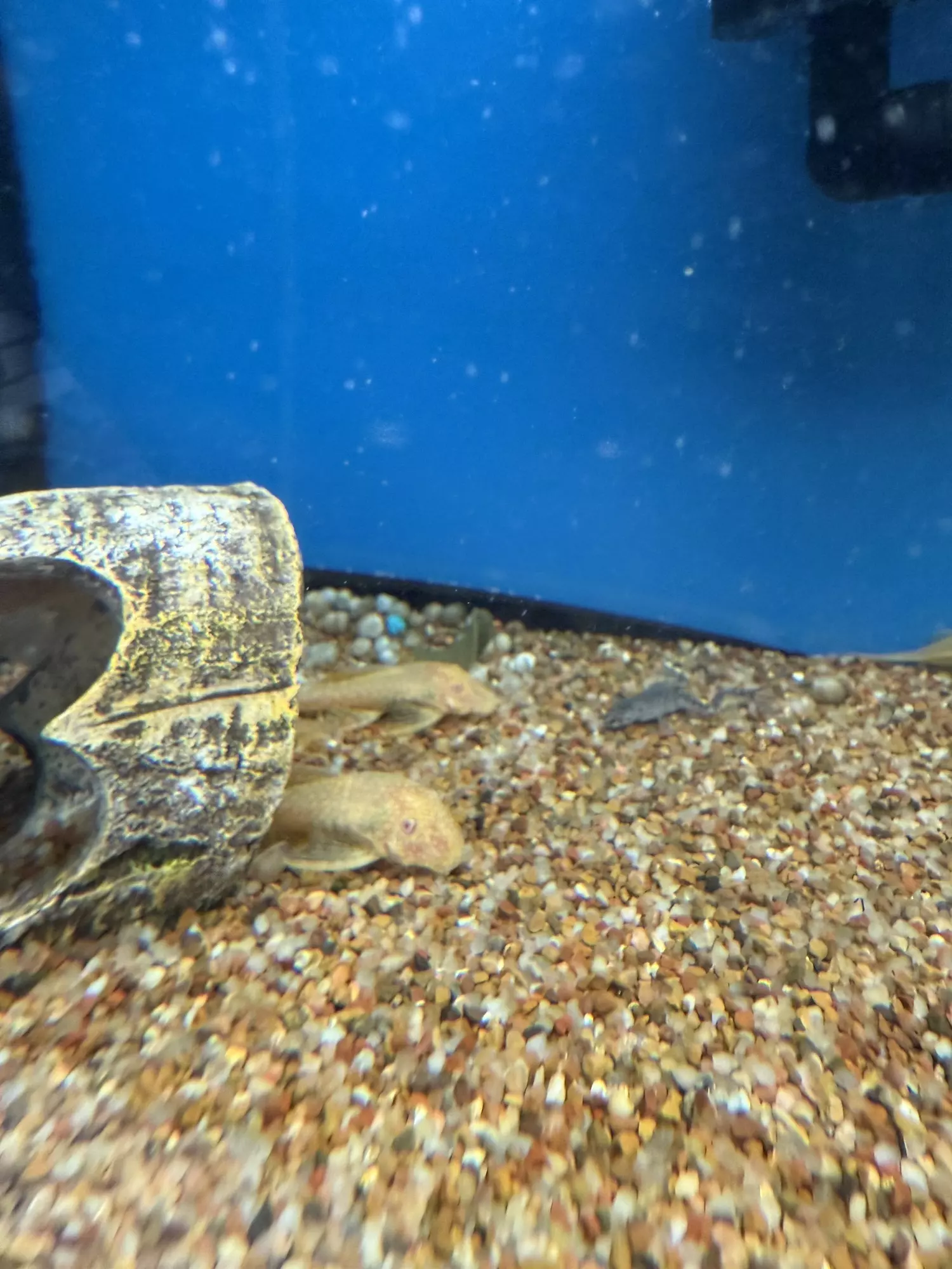 plant/Albino pleco 3”-0