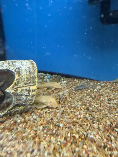 plant/Albino pleco 3”-0-thumbnail