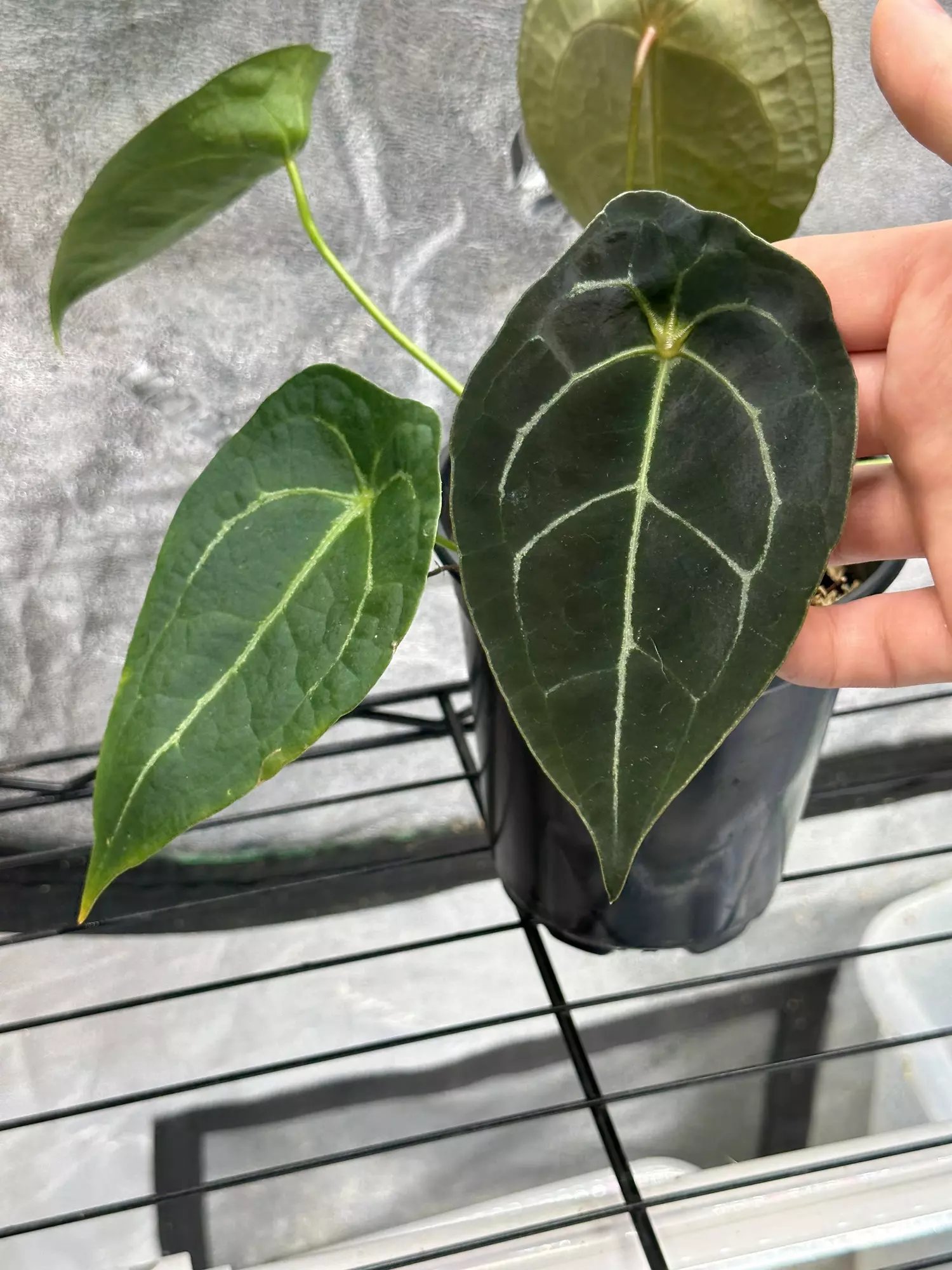 plant/Forgetii Silver X (Wonderboy x A+ Pap)-0