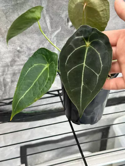 plant/Forgetii Silver X (Wonderboy x A+ Pap)-0-thumbnail