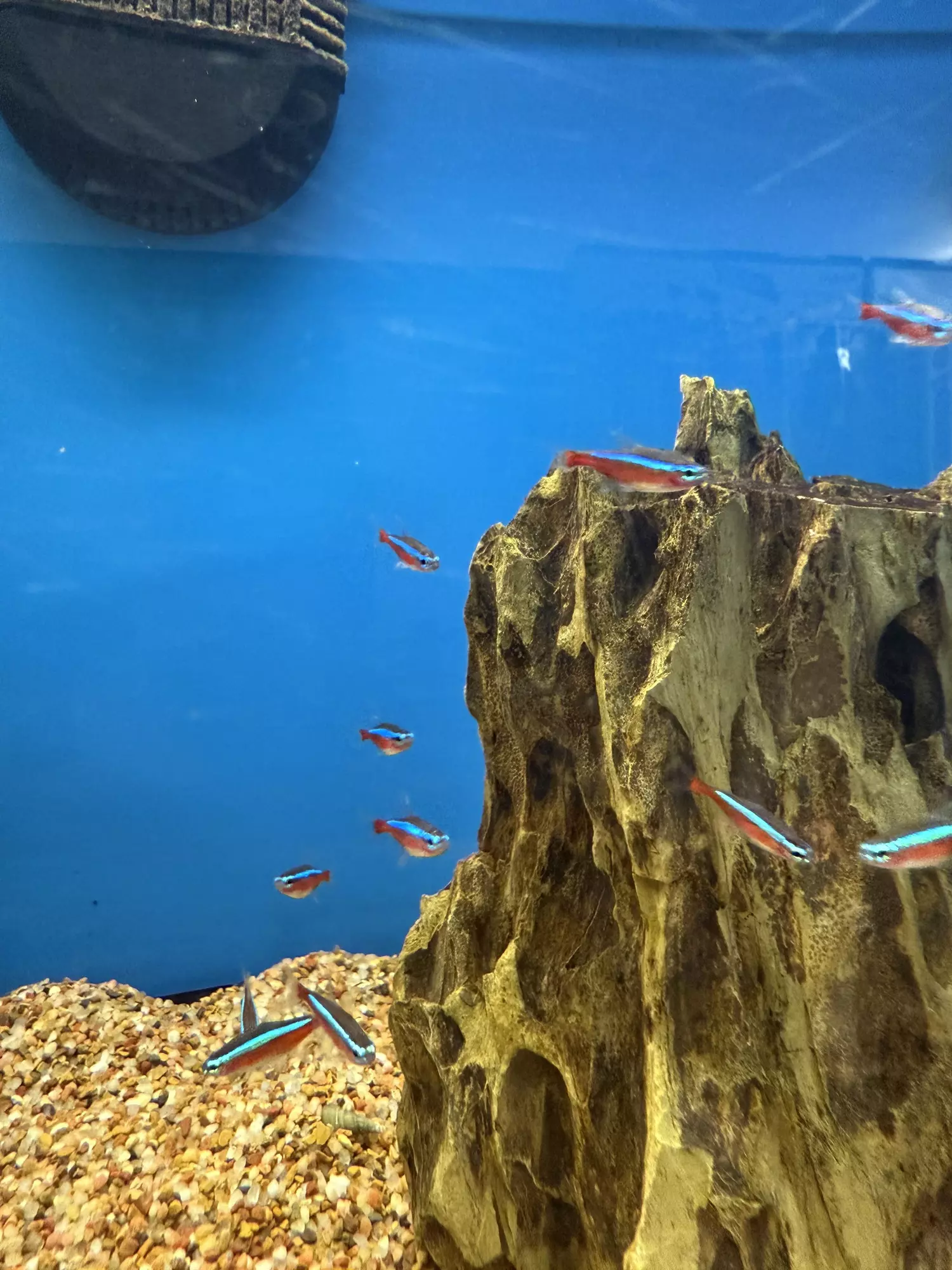 plant/Cardinal tetra-0