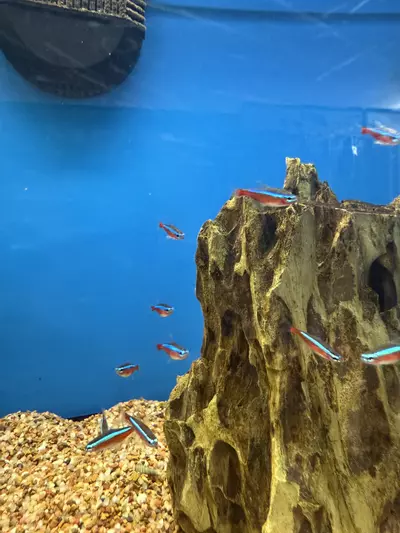 plant/Cardinal tetra-0-thumbnail