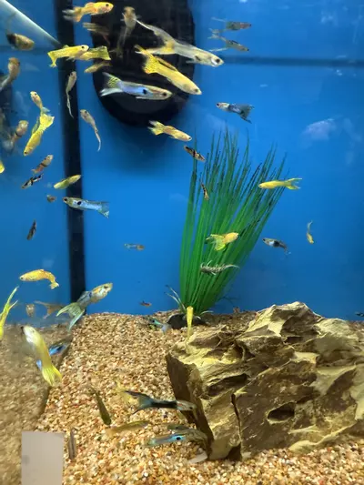 plant/Endler male mix-0-thumbnail